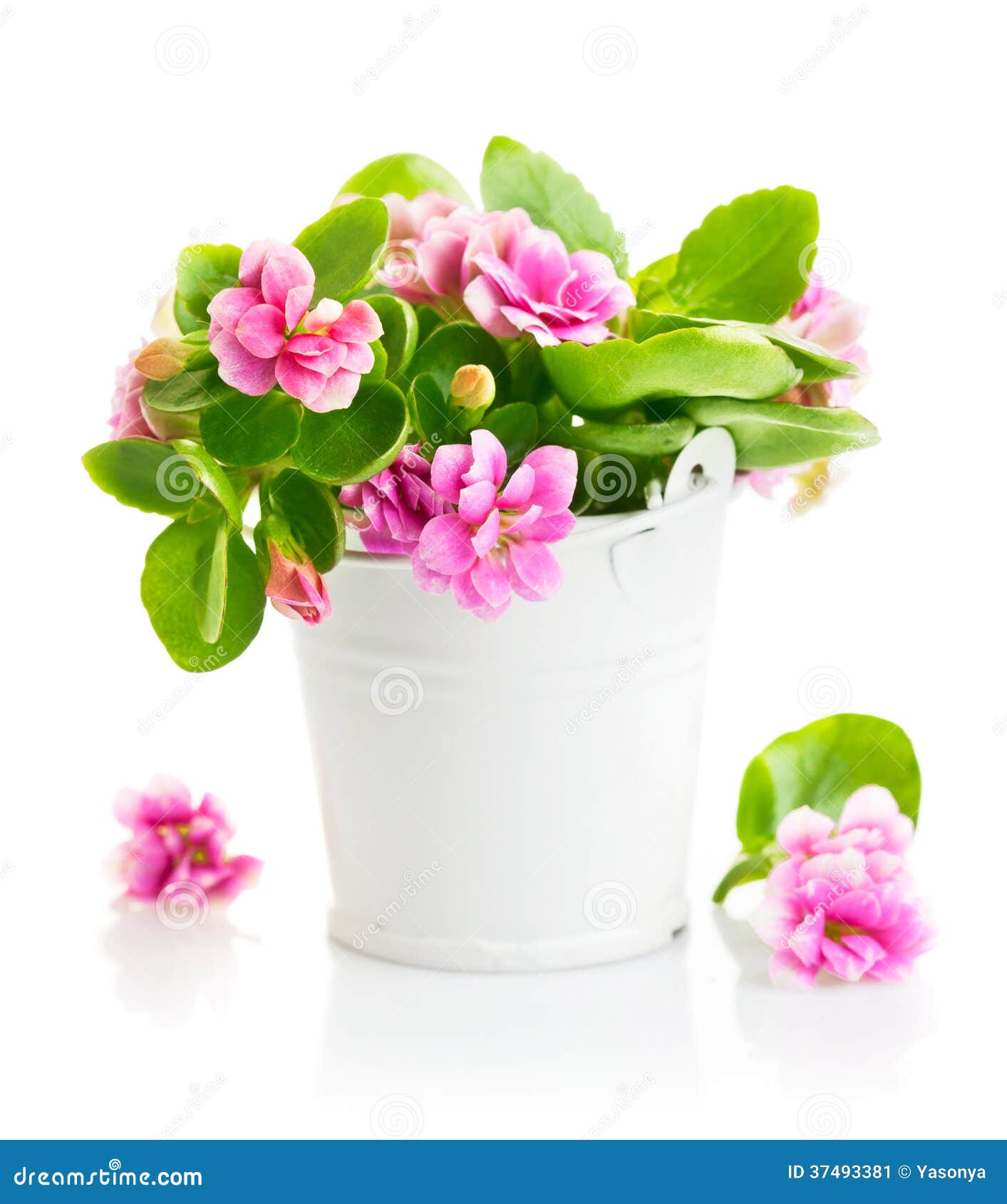 Spring flowers in bucket stock image. Image of background 37493381