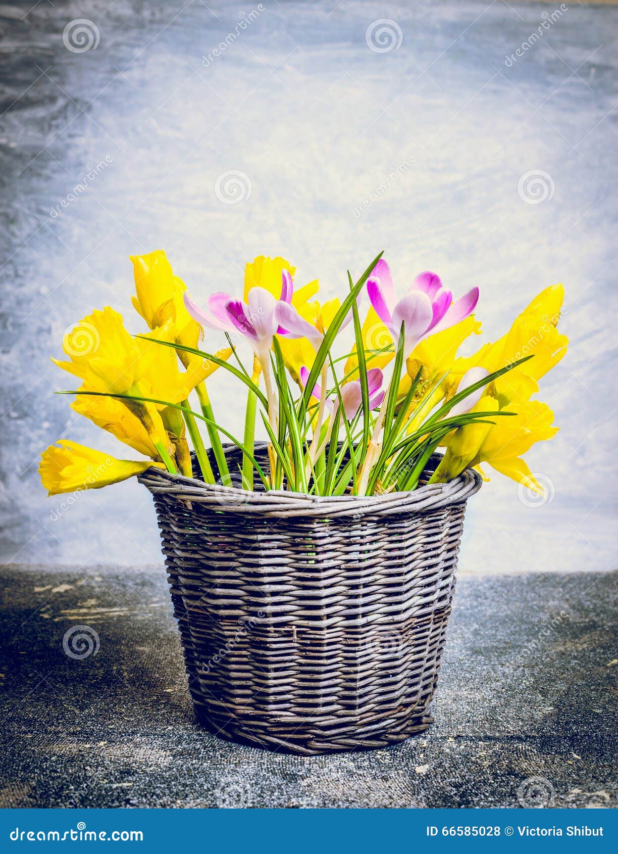 Spring Flowers Bunch with Daffodils and Crocuses in Basket Stock Photo