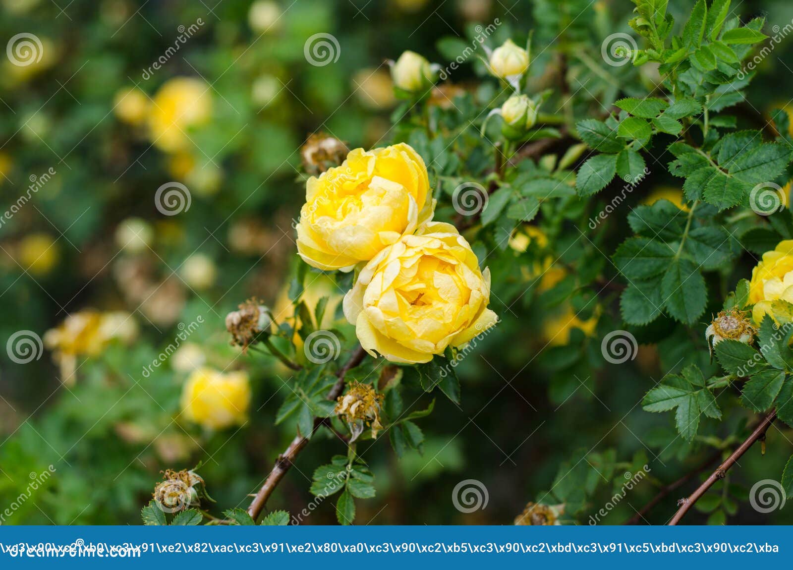 Spring Flowers. Bush of Yellow Roses. Flower Bed. Stock Photo Image