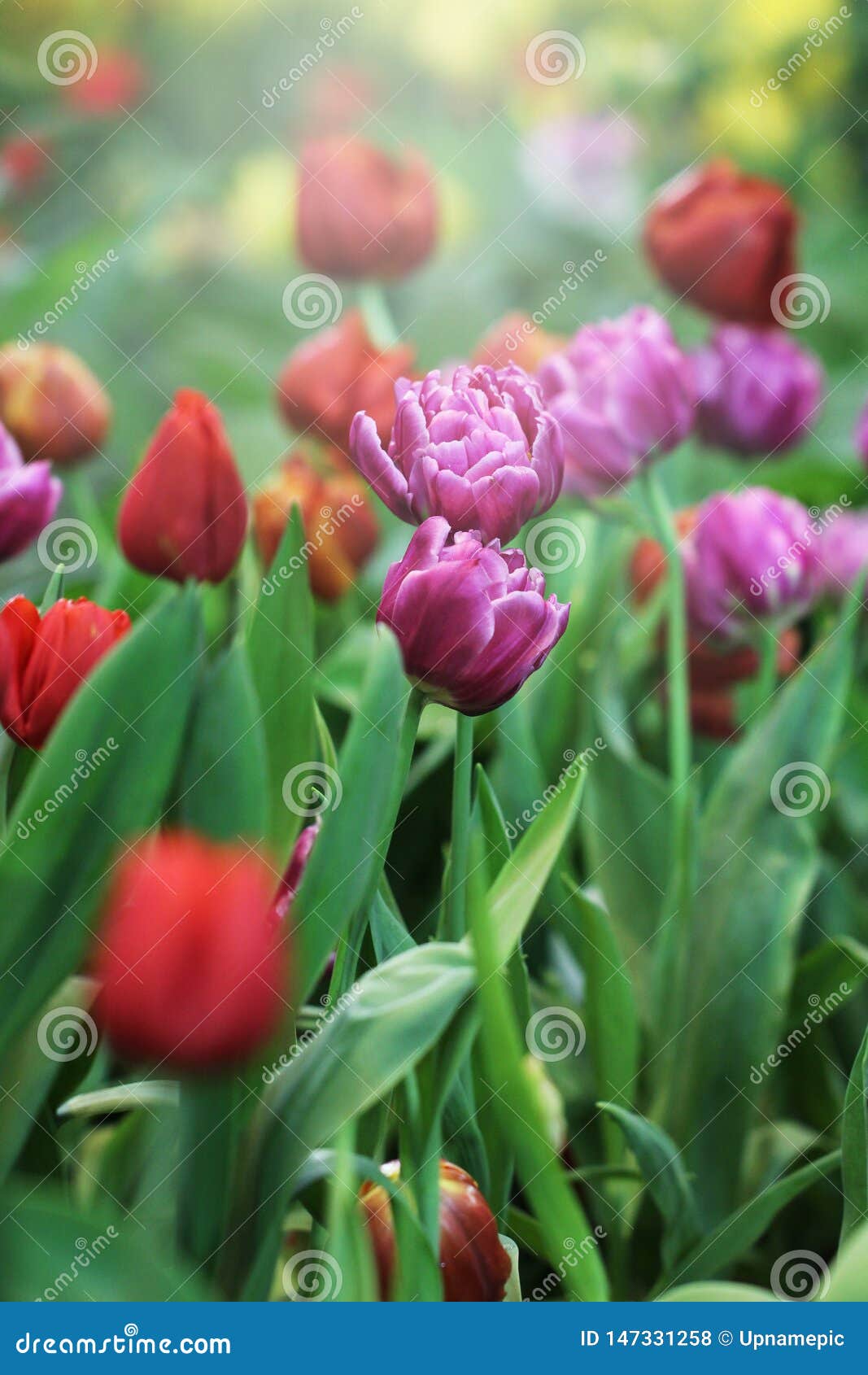 Spring Flowers, Colorful Tulip Flowers Background, Selective Focus