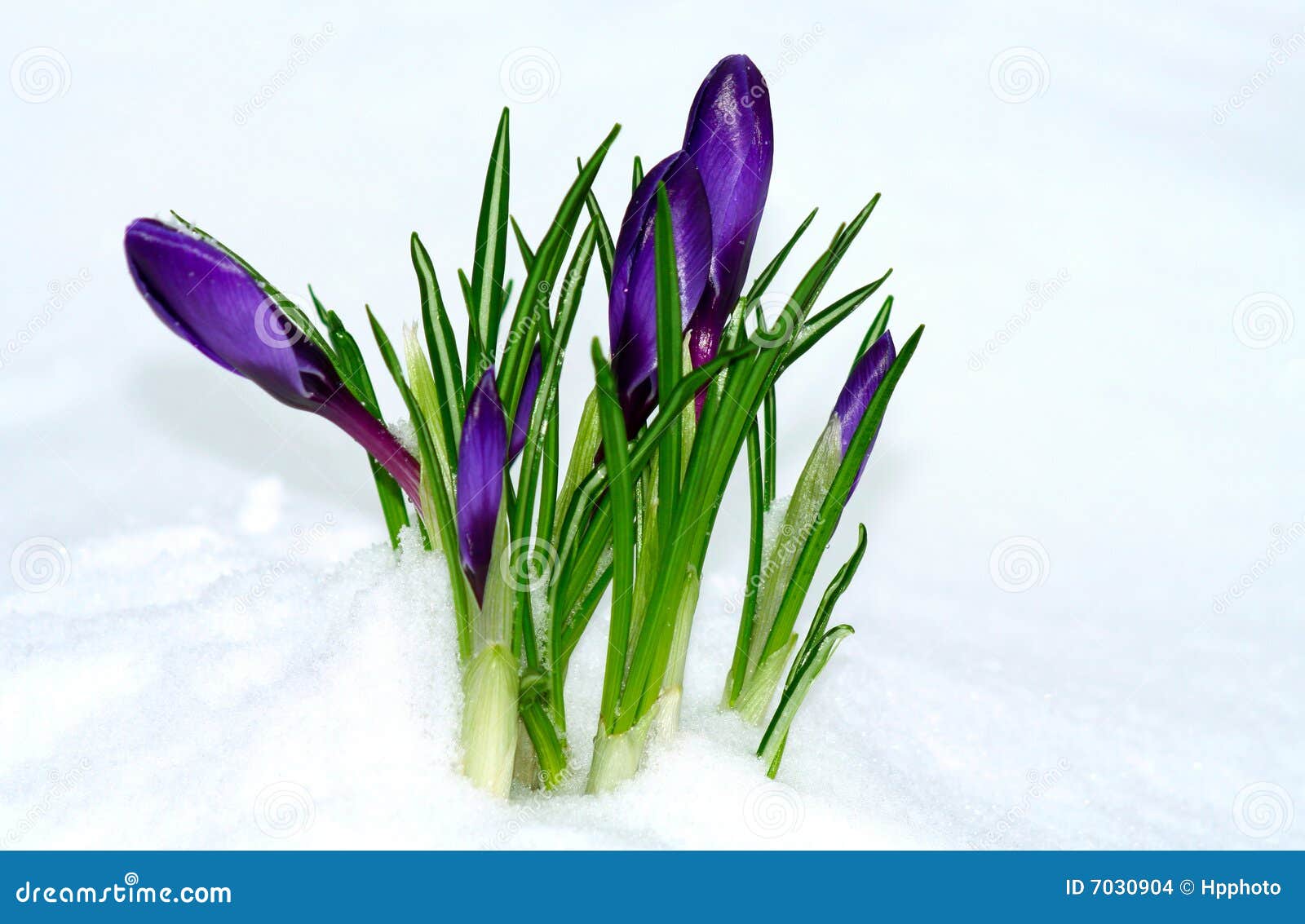 Spring flowers coming up stock photo. Image of single 7030904