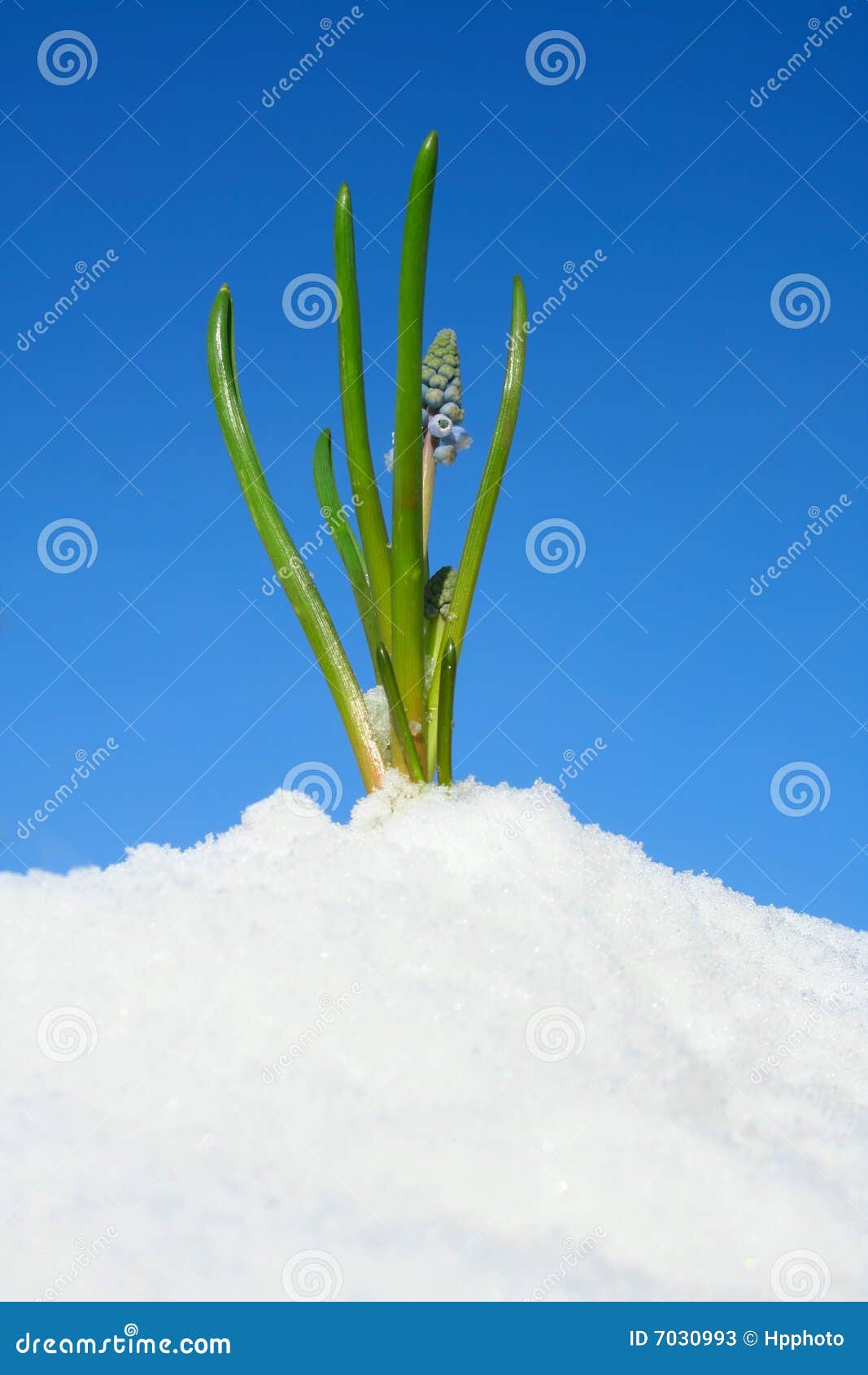 Spring flowers coming up stock image. Image of seasonal 7030993