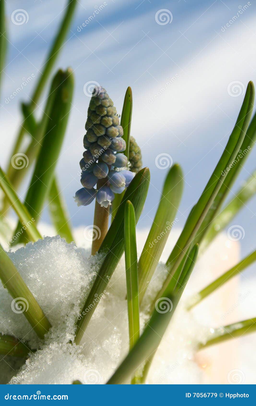 Spring flowers coming up stock image. Image of close, park 7056779