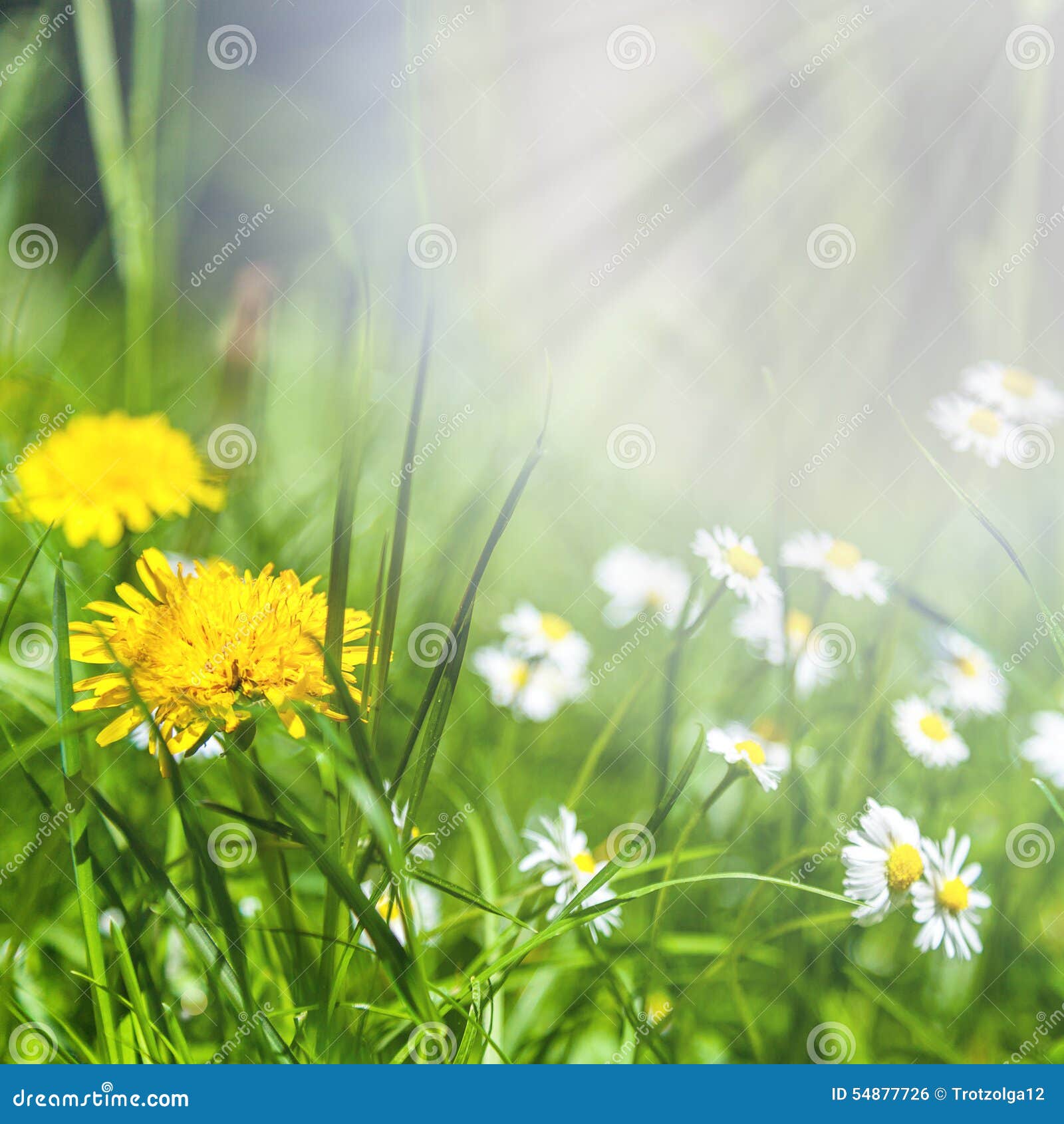 Spring Flowers of Dandelion and Daisies in Green Grass Stock Photo