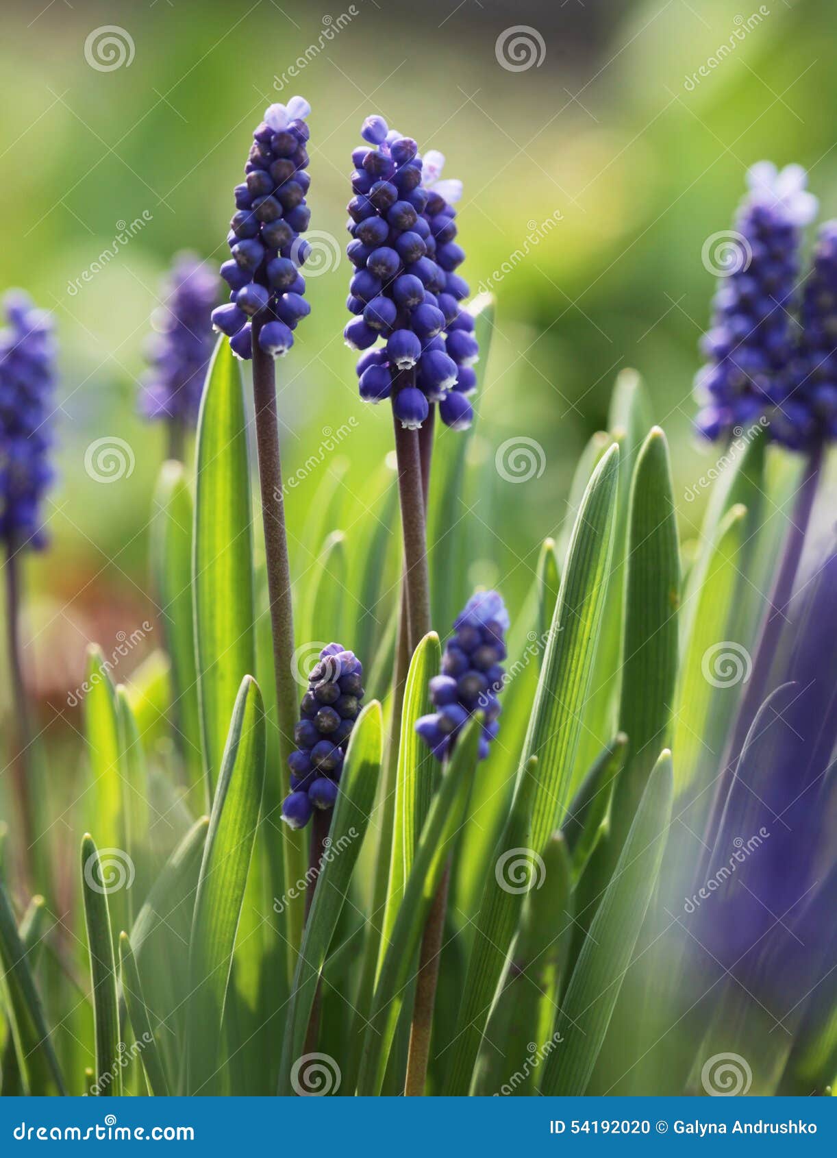 Spring flowers stock photo. Image of natural, flores 54192020