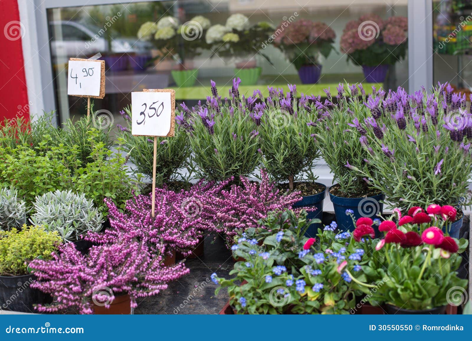 Spring Flowers in Florist Shop Stock Photo Image of sale, bunch 30550550