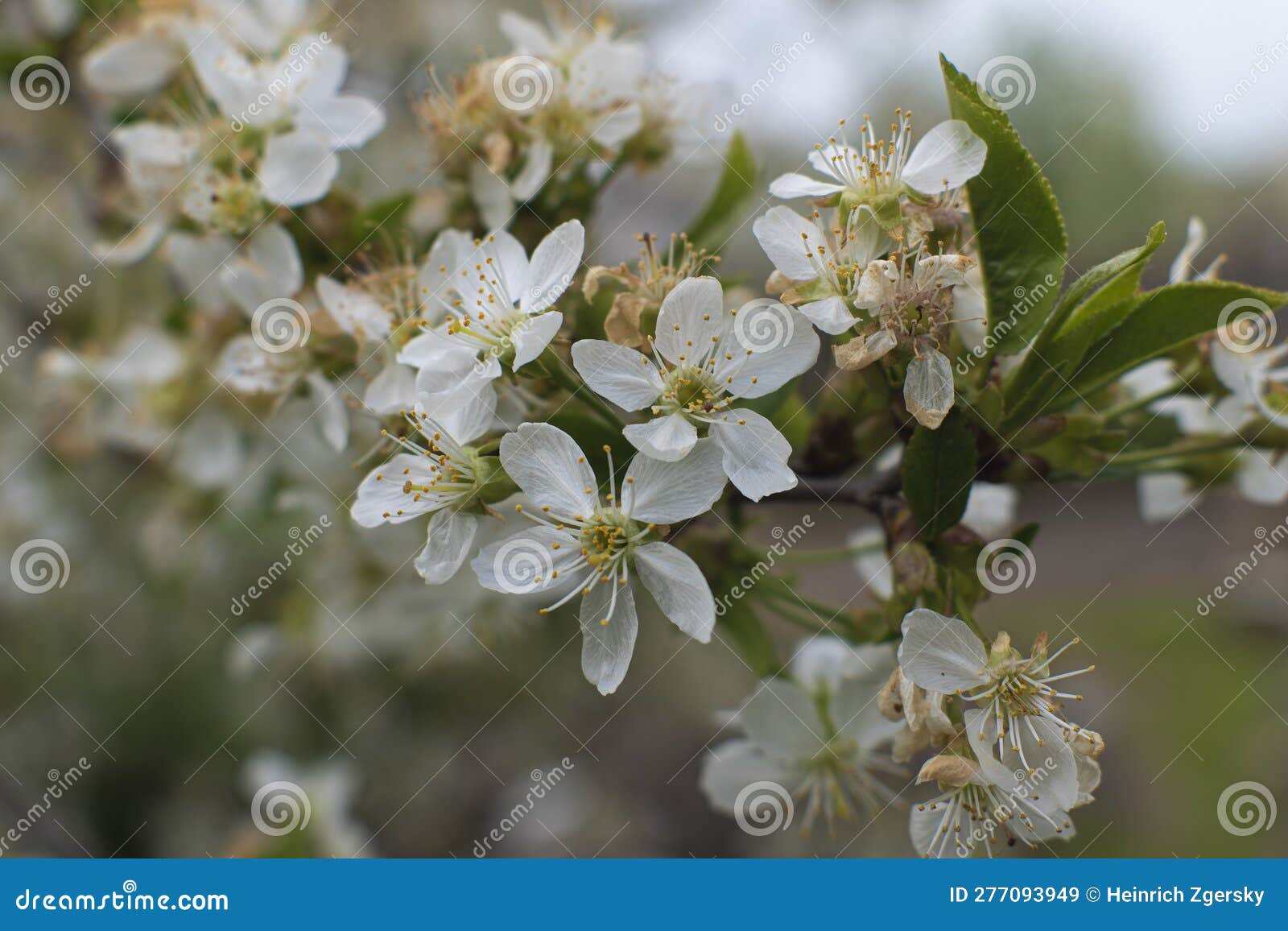 Cherry blossoms. stock image. Image of branch, plant 277093949