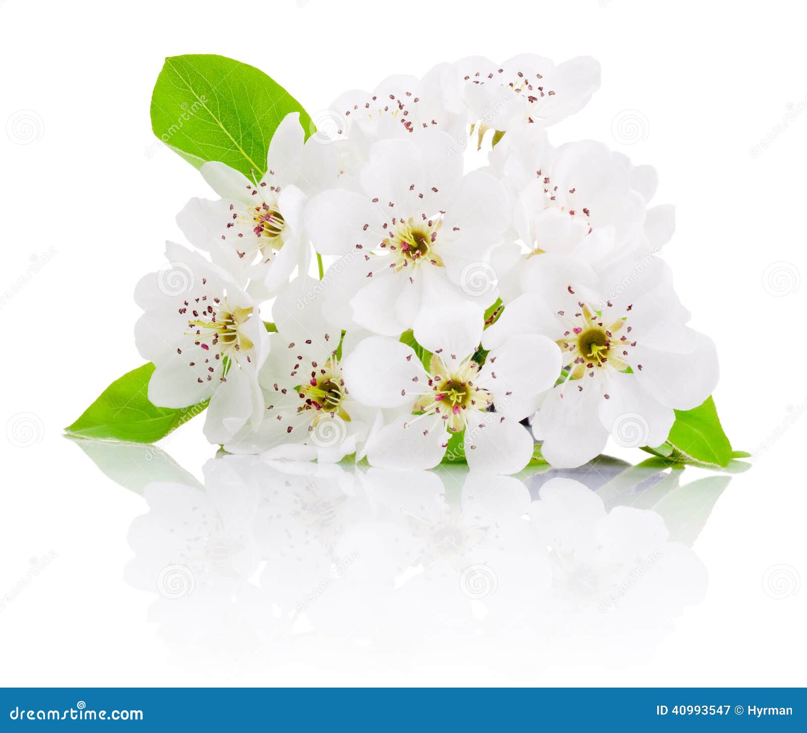 Spring Flowers of Fruit Trees Isolated on White Background Stock Image
