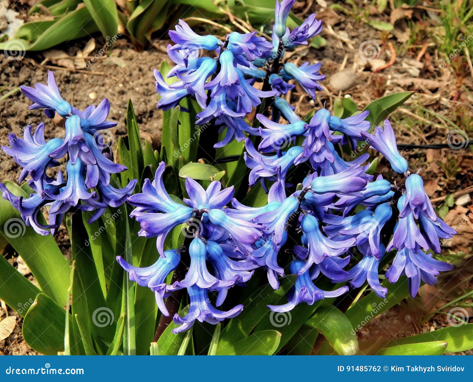 Spring Flowers in the Garden Handbell Closeup Stock Photo Image of