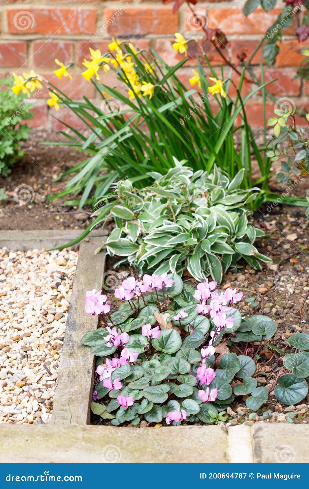 Spring Flowers in a Garden, UK Stock Image Image of back, foliage
