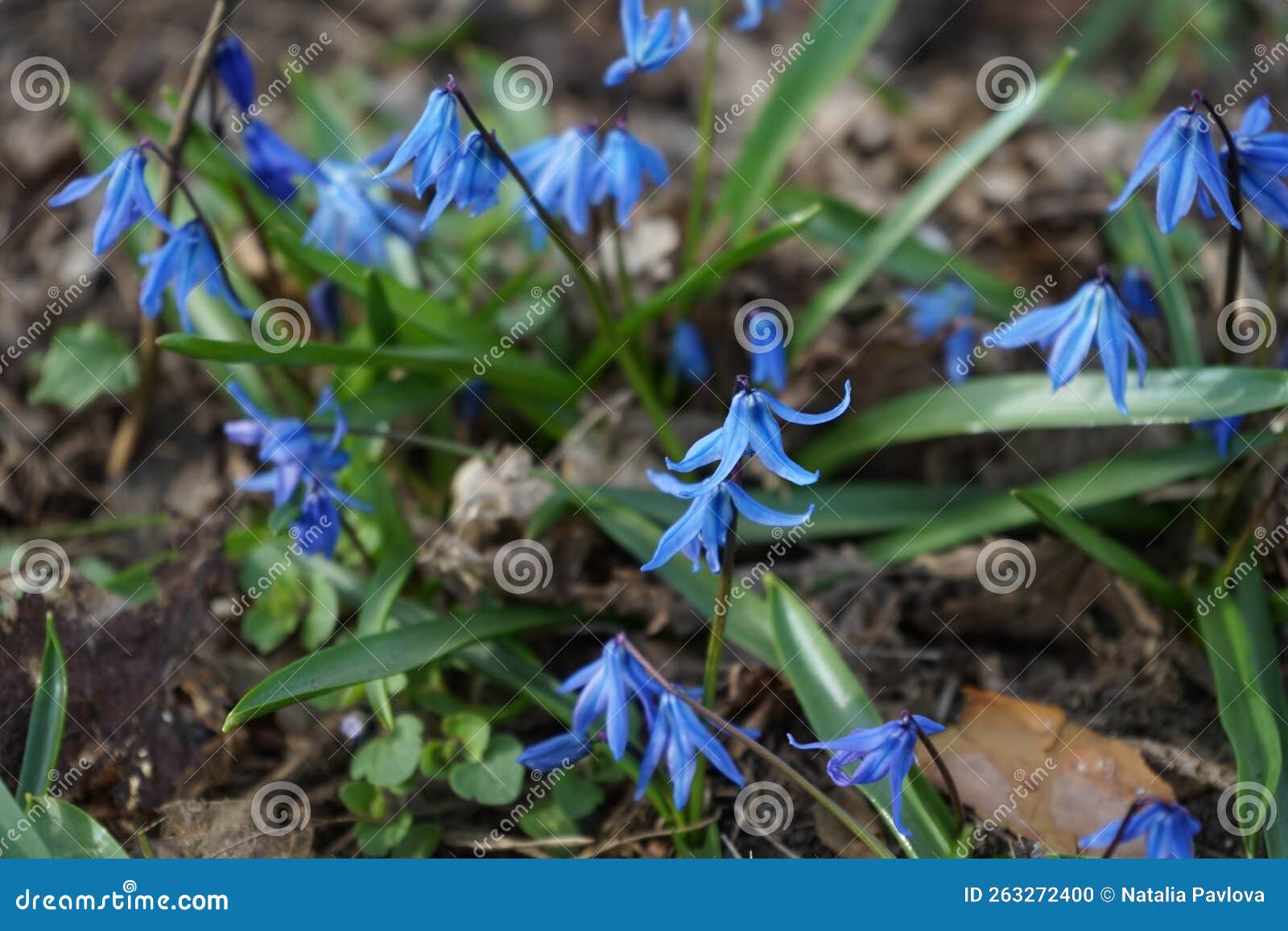 Scilla Siberica Blooms with Blue Flowers in Spring. Berlin, Germany ...
