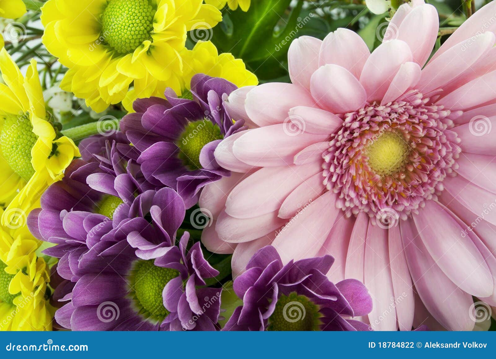 Spring Flowers for the Girlfriend Stock Photo Image of plant, view