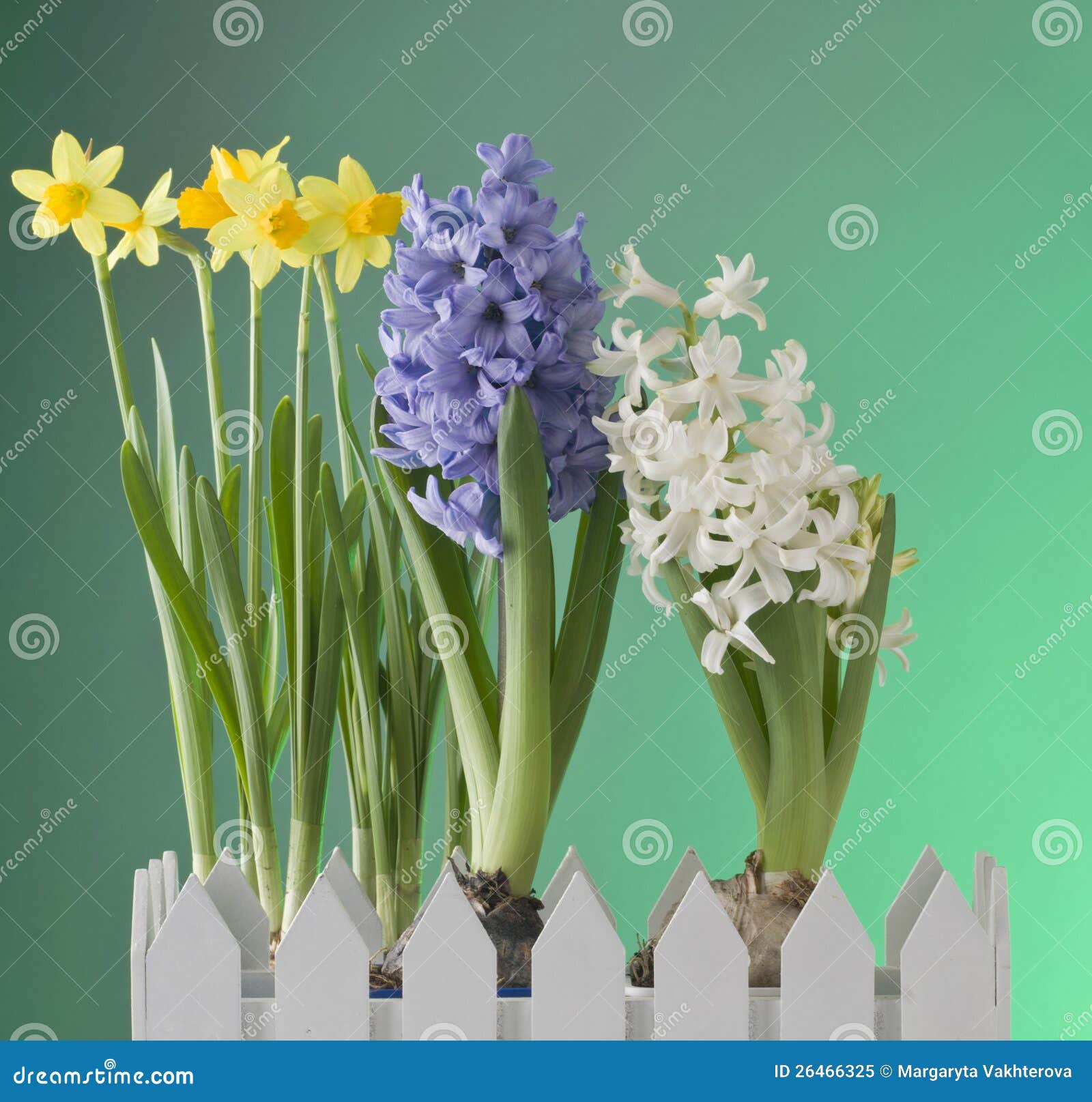 Spring Flowers on Green Background Stock Image Image of blooming