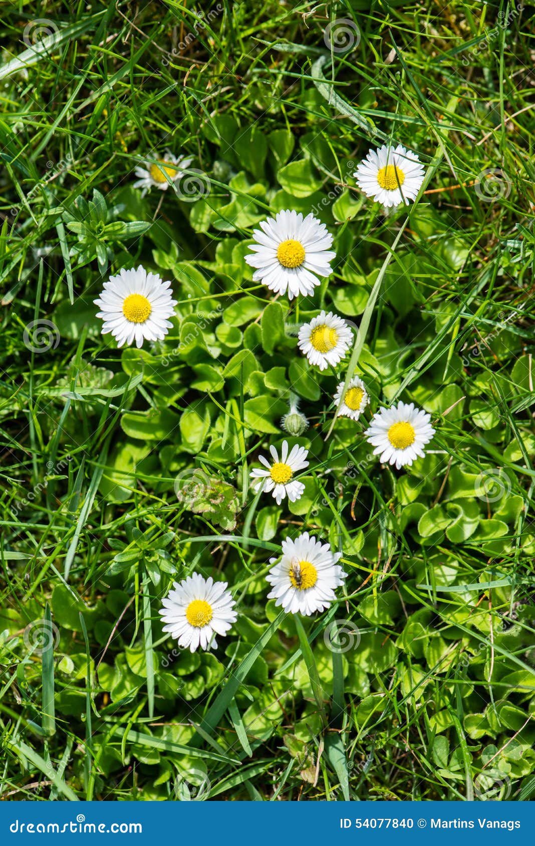 Spring flowers on green stock photo. Image of seasonal 54077840