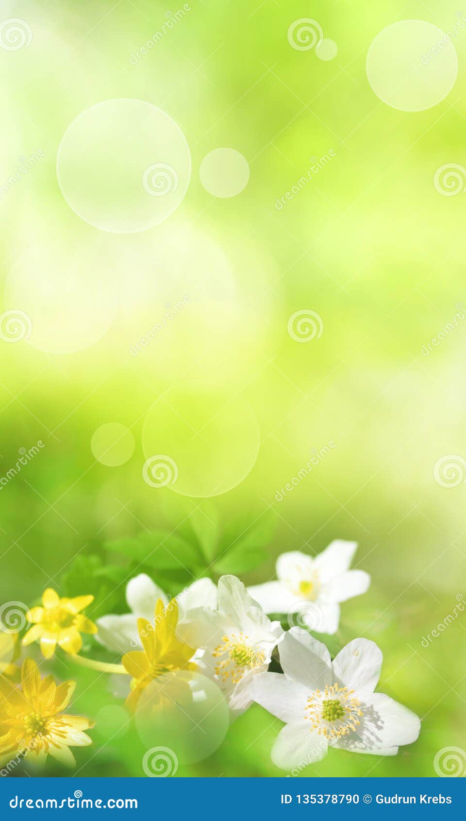 Spring Flowers in a Green Background Stock Photo Image of luminous