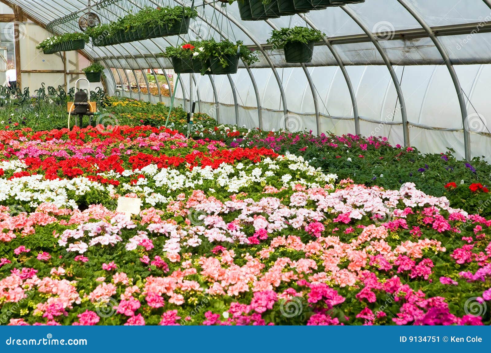 Spring Flowers In Greenhouse Stock Image - Image: 9134751