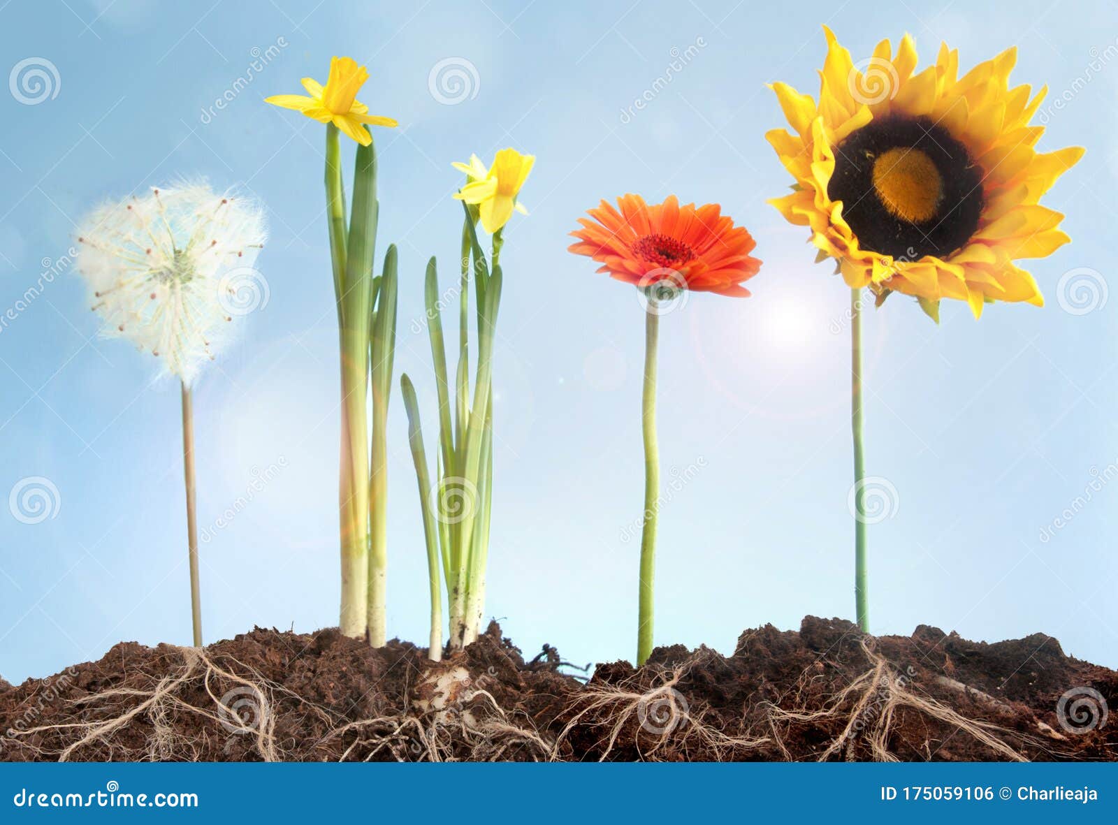 Spring Flowers Growth from Roots Stock Photo Image of sunshine