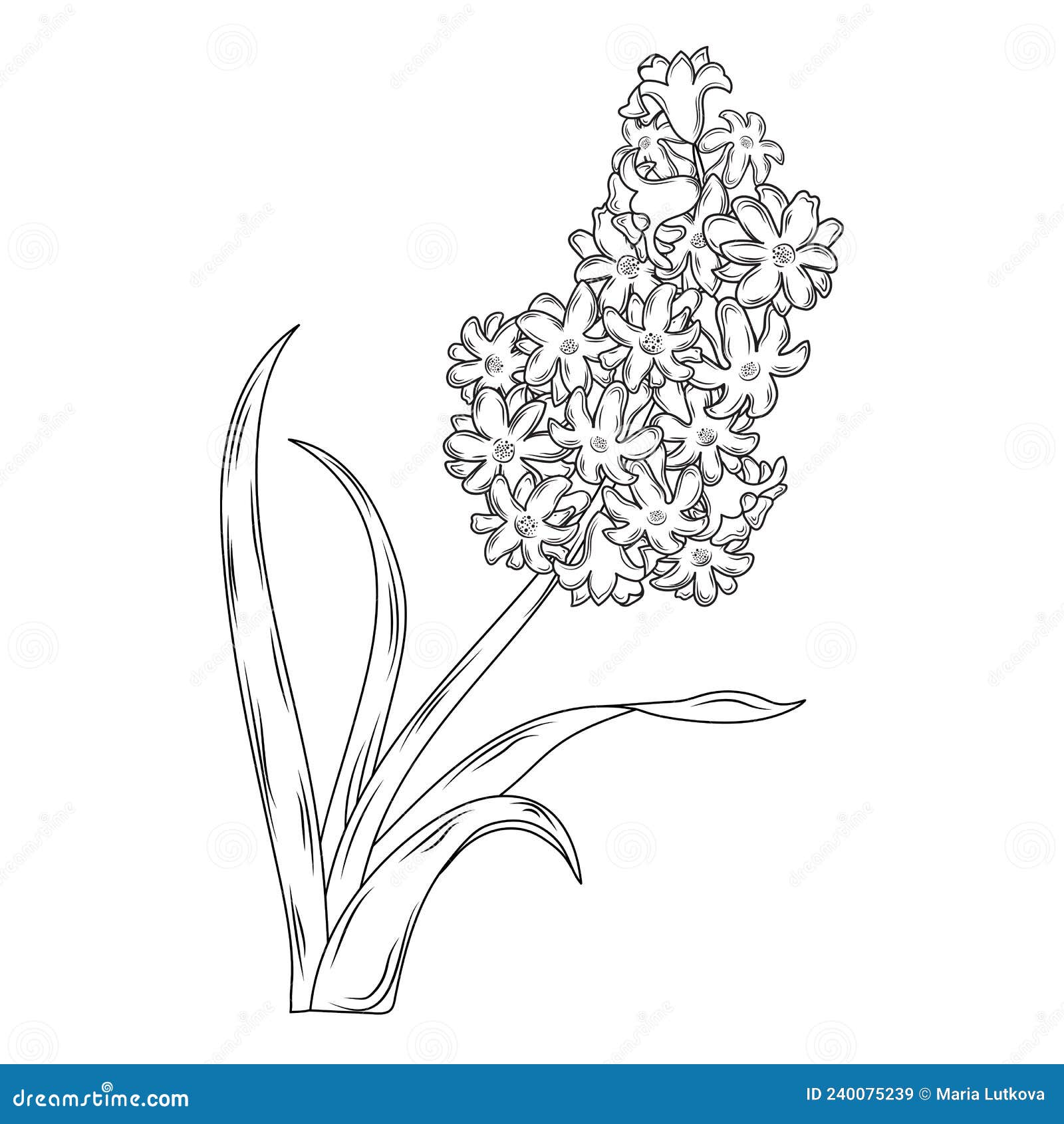 Eichhornia Crassipes | ClipArt ETC