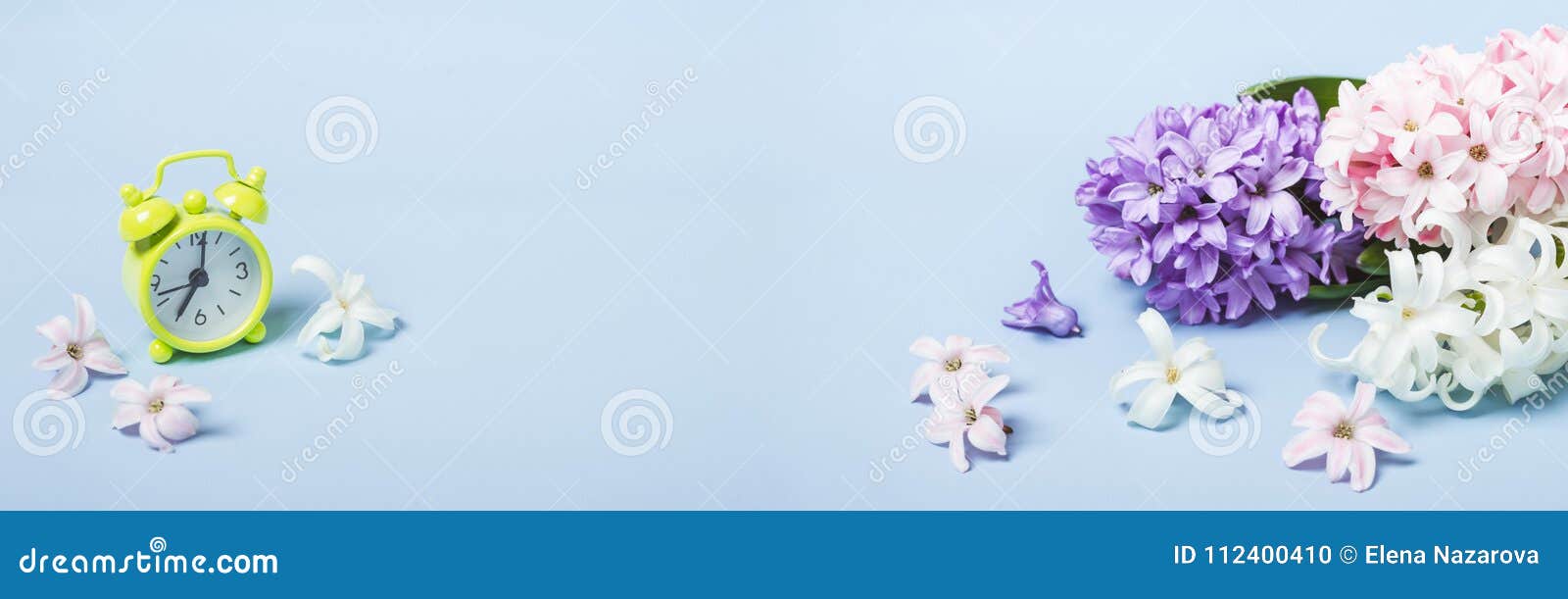 spring flowers hyacinths and alarm clock. springtime concept