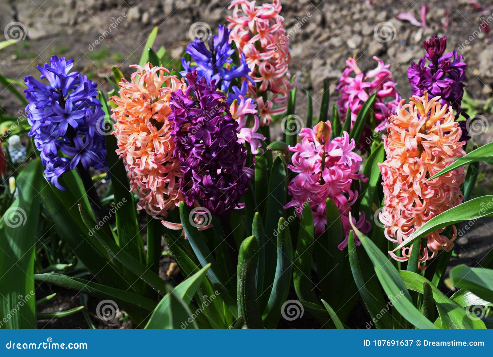 Spring Flowers Hyacinths Pink Stock Image - Image of pink, flowers ...