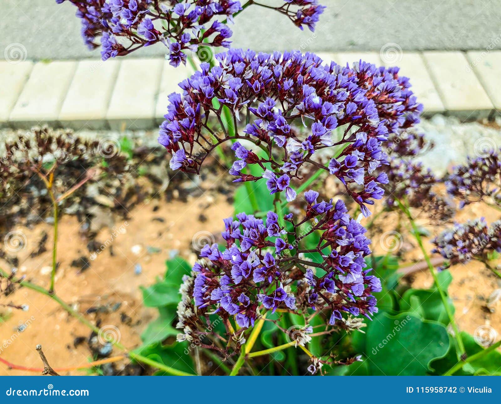 Spring Flowers in Israel. Close Up Shot. Stock Photo Image of