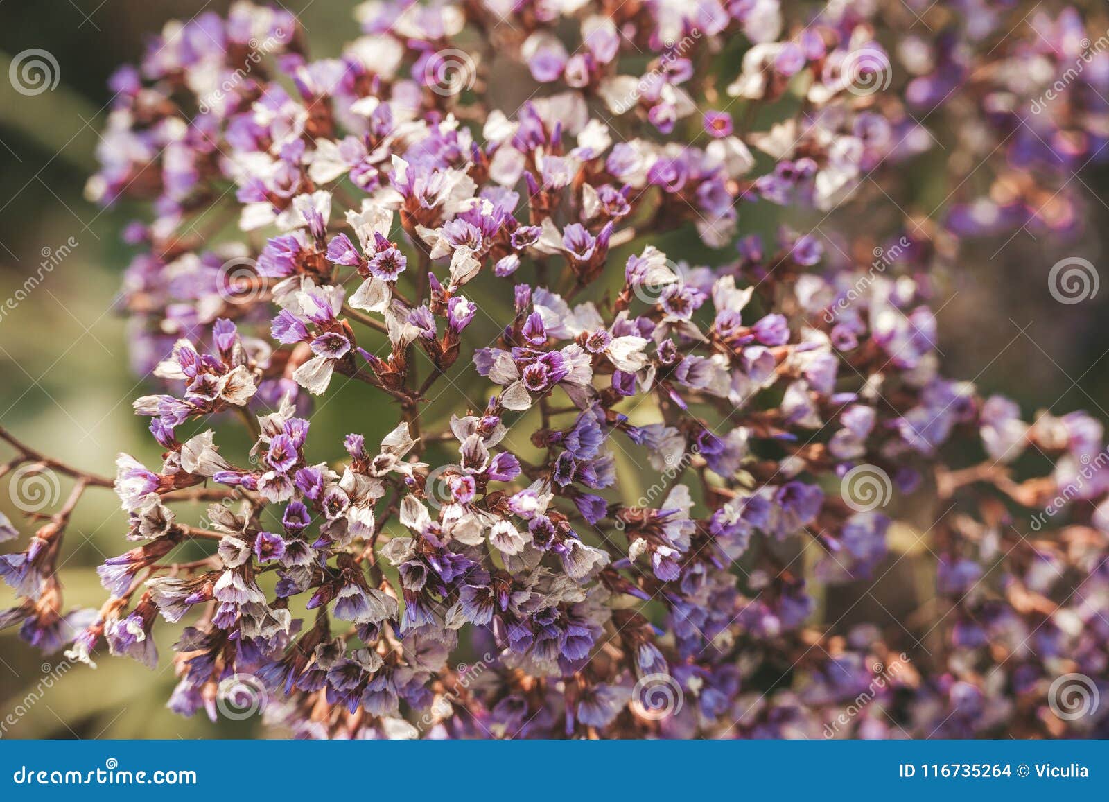 Spring Flowers in Israel. Close Up Shot. Stock Photo Image of