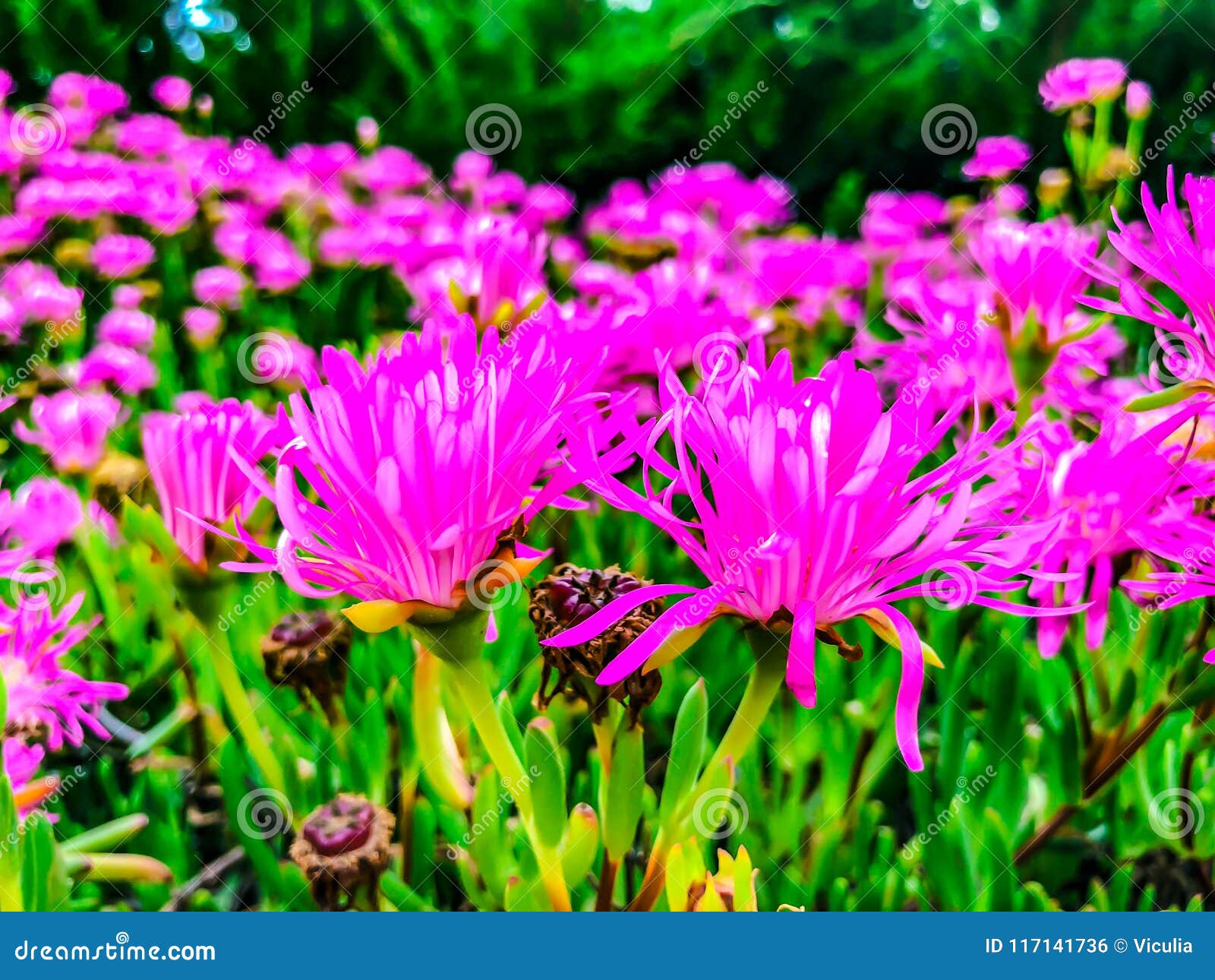 Spring Flowers in Israel. Close Up Shot. Stock Photo Image of growth