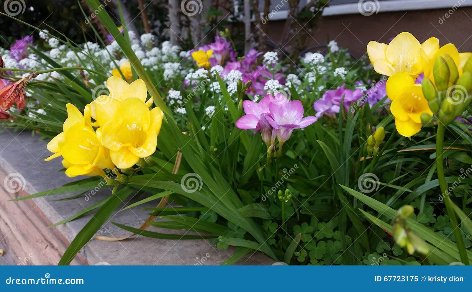 Spring flowers stock image. Image of long, lily, spring 67723175