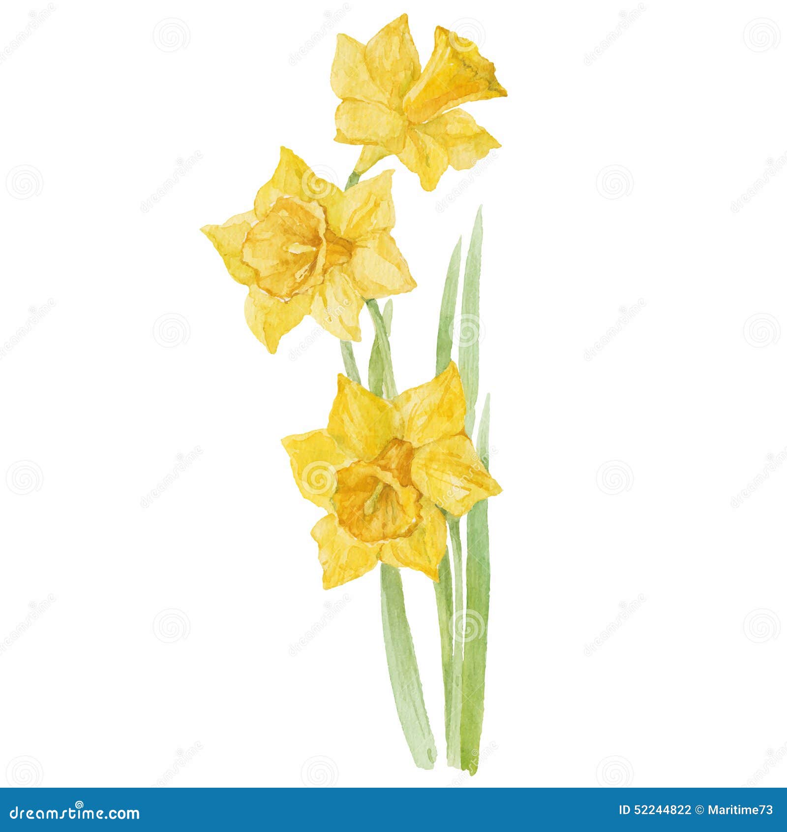 Spring Flowers Narcissus Isolated on White Background. Vector, W Stock ...