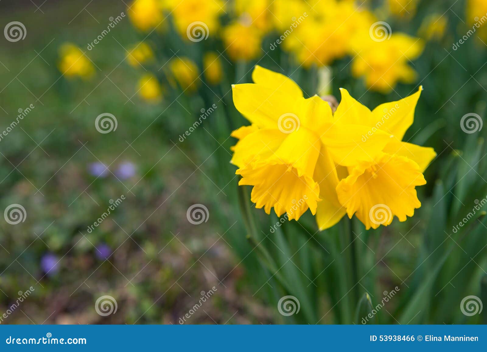 Spring flowers in nature. Beautiful spring flowers outdoors in nature, daffodils