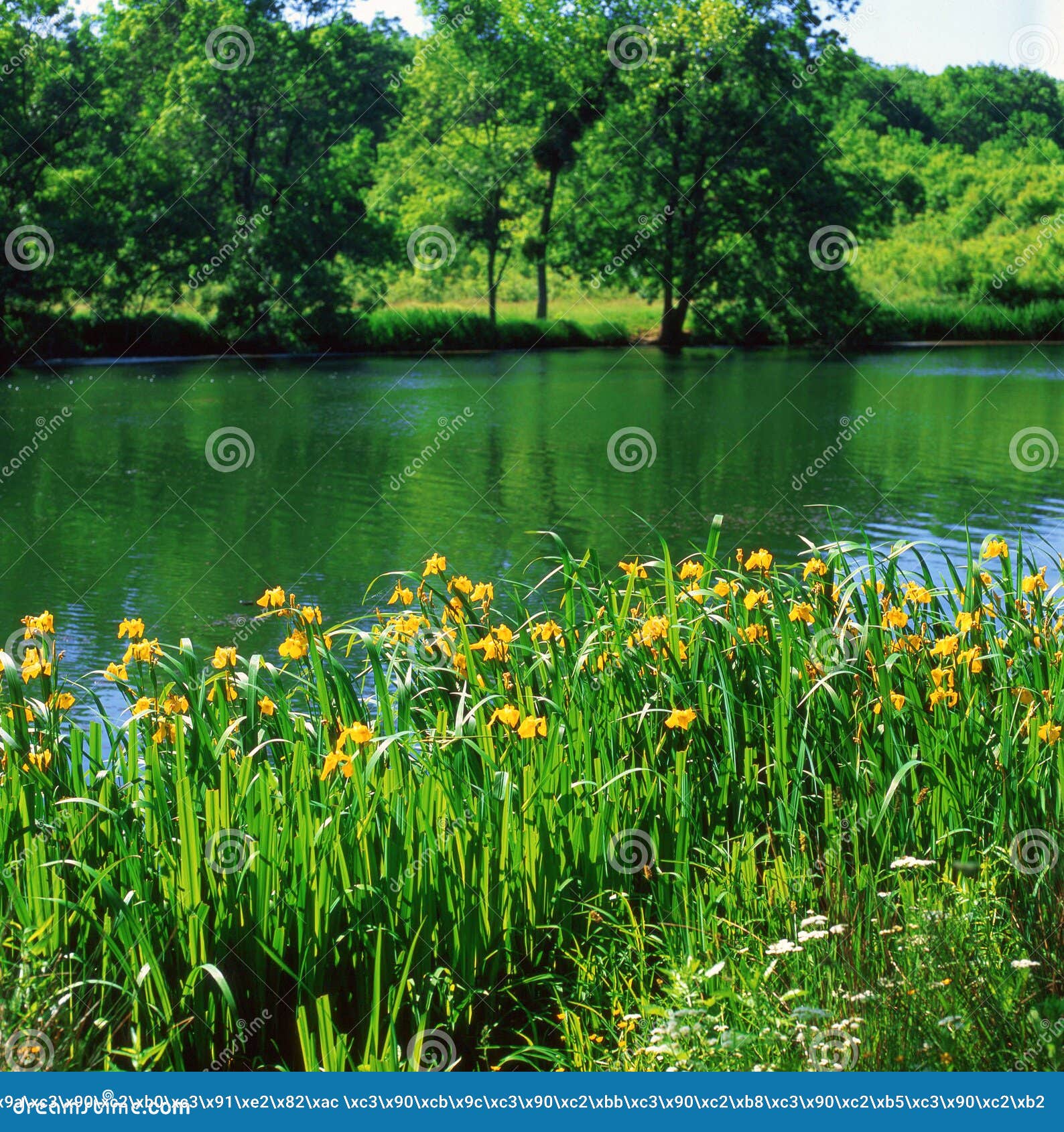 Spring Flowers Near the River_2 Stock Photo Image of grass, flower