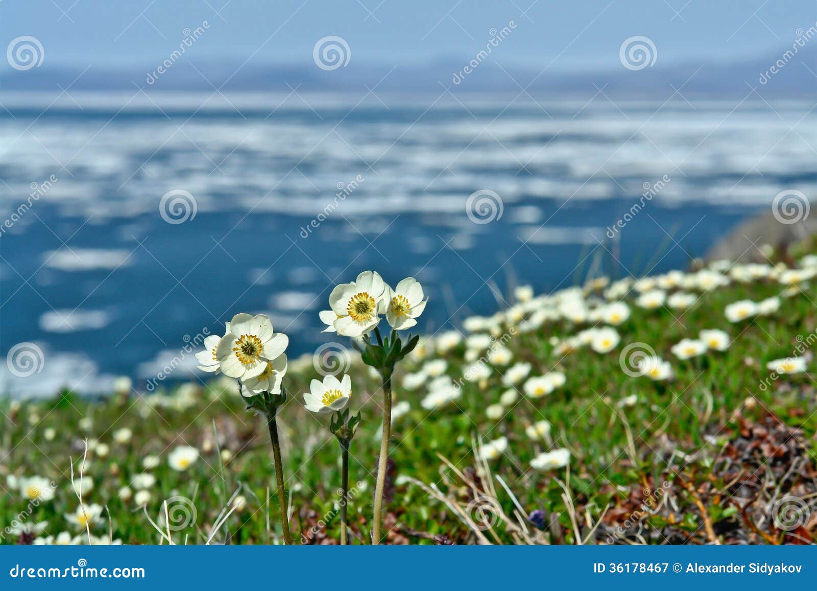 Spring Flowers on the Ocean. Stock Image Image of backgrounds