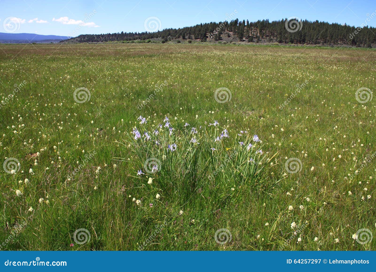 Wildflowers Oregon Meadow Wilderness View Stock Image Image of empty