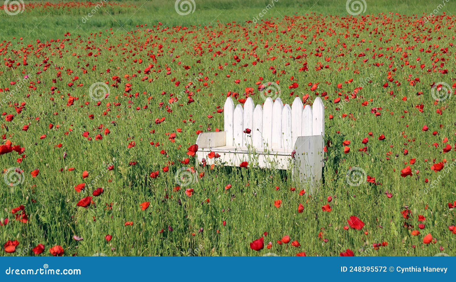 Spring flowers in May stock photo. Image of flowers 248395572