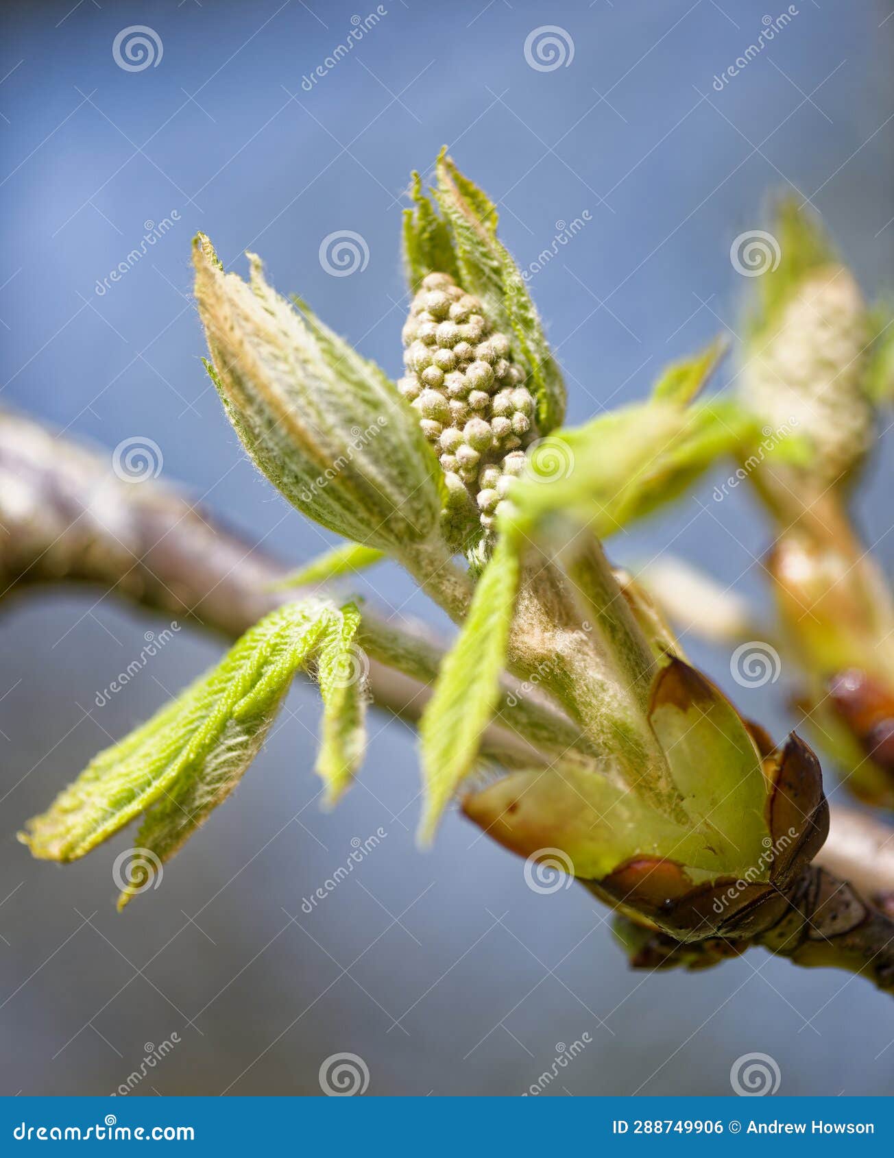 welwyn, england: spring flowers