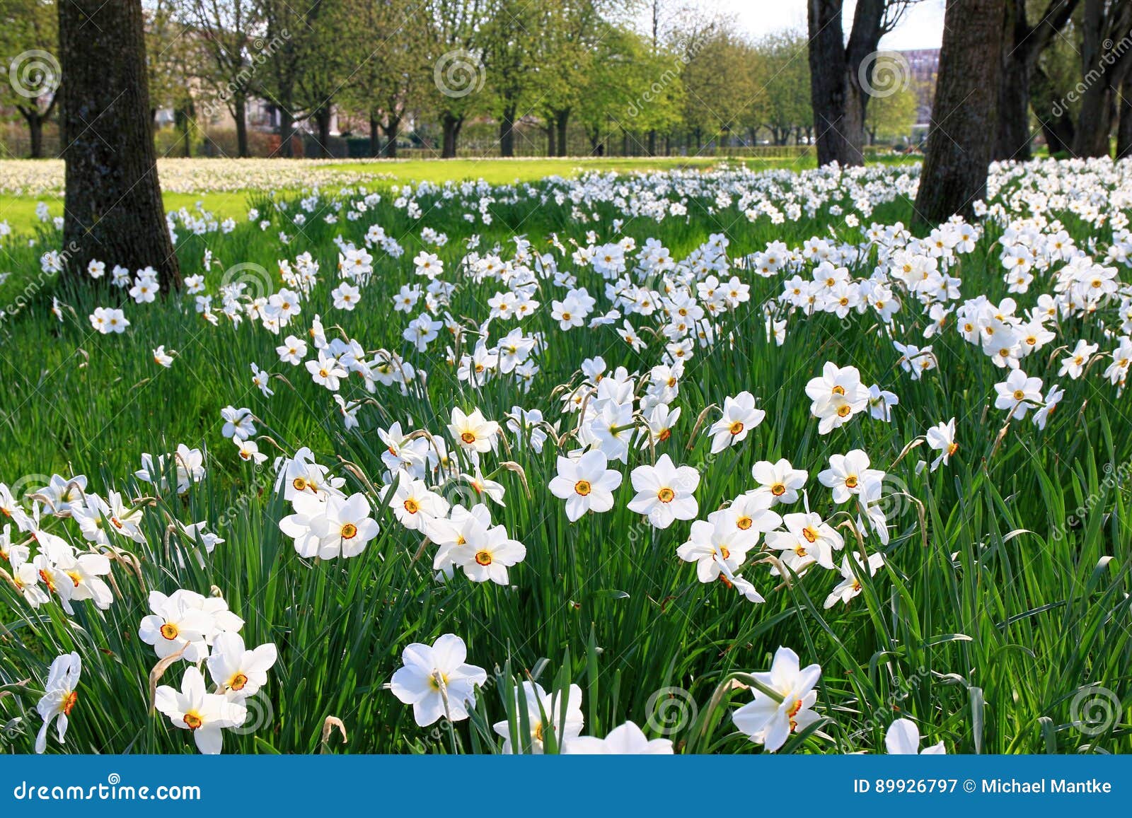 Spring Flowers and Perfect Sunny Day, Germany Stock Image - Image of ...