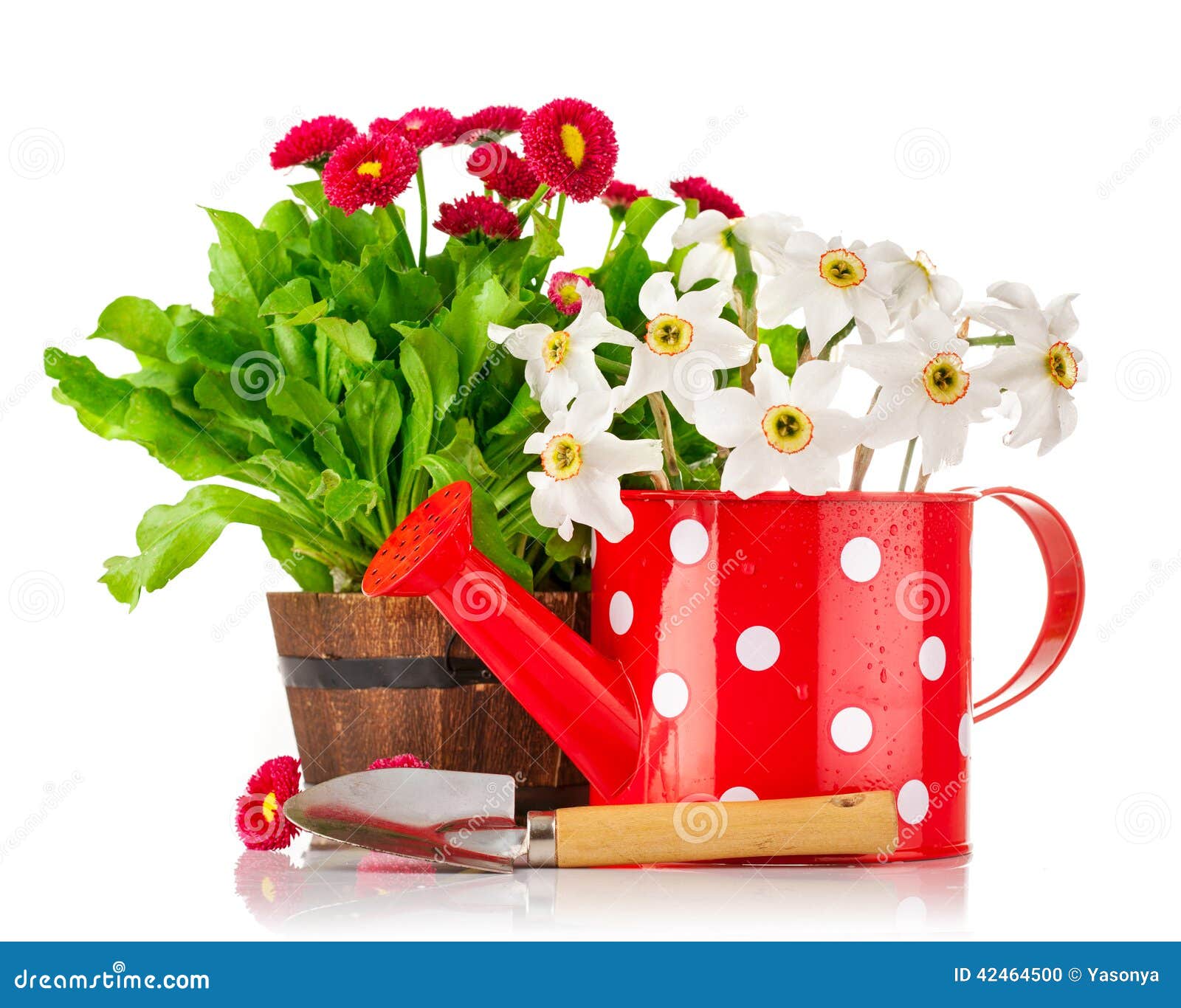 Spring Flowers in Pot and Watering Can Stock Photo Image of native