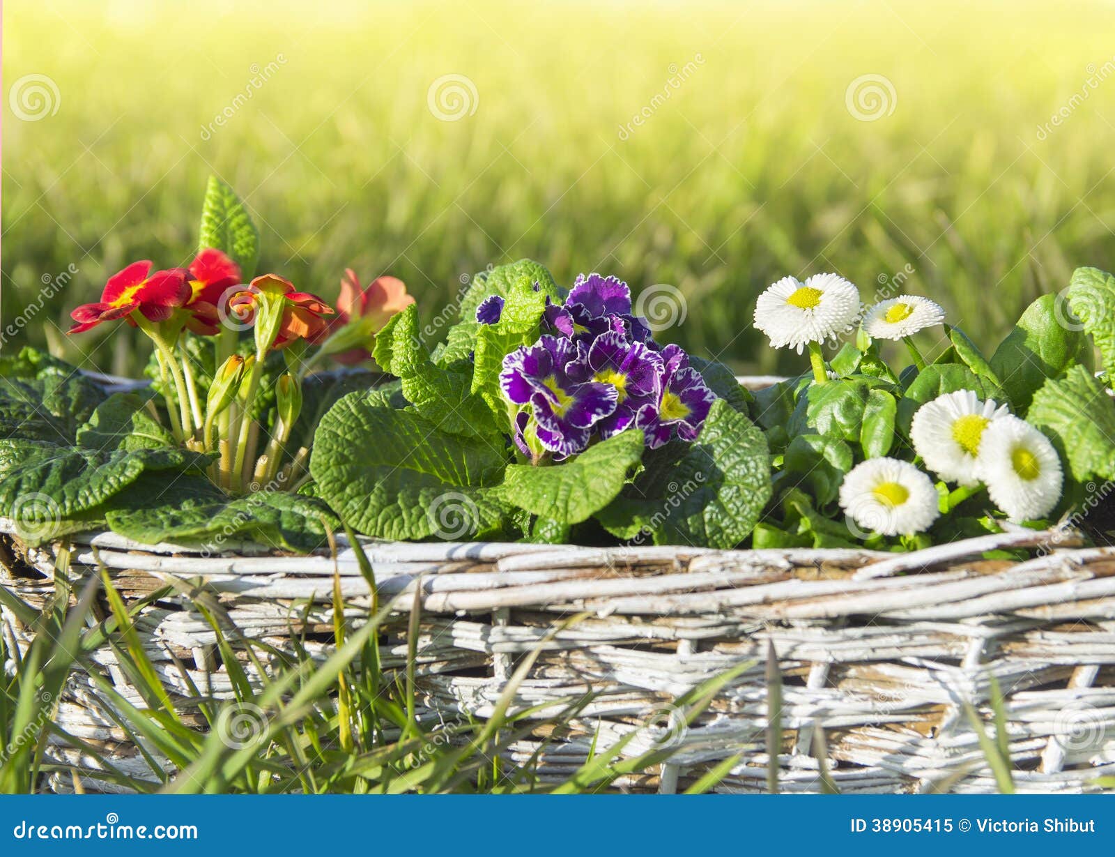 Spring Flowers, Primula and Daisies on Lawn Stock Image Image of repot, daisy 38905415