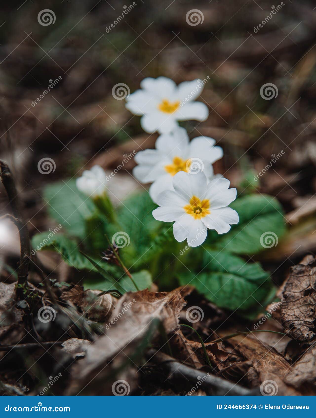 Spring Flowers Primula Vulgaris Stock Photo - Image of landscape