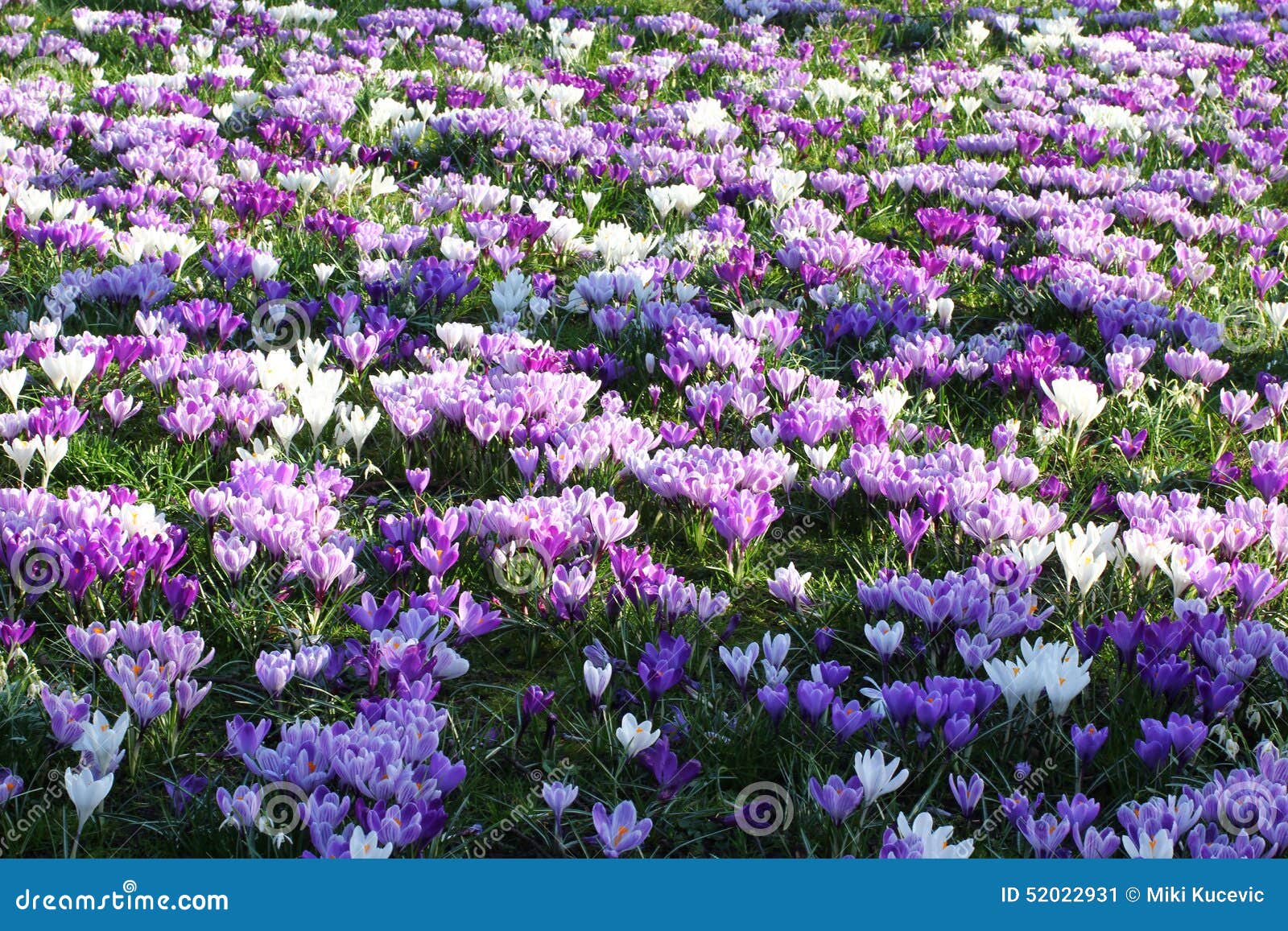 spring flowers purple white field