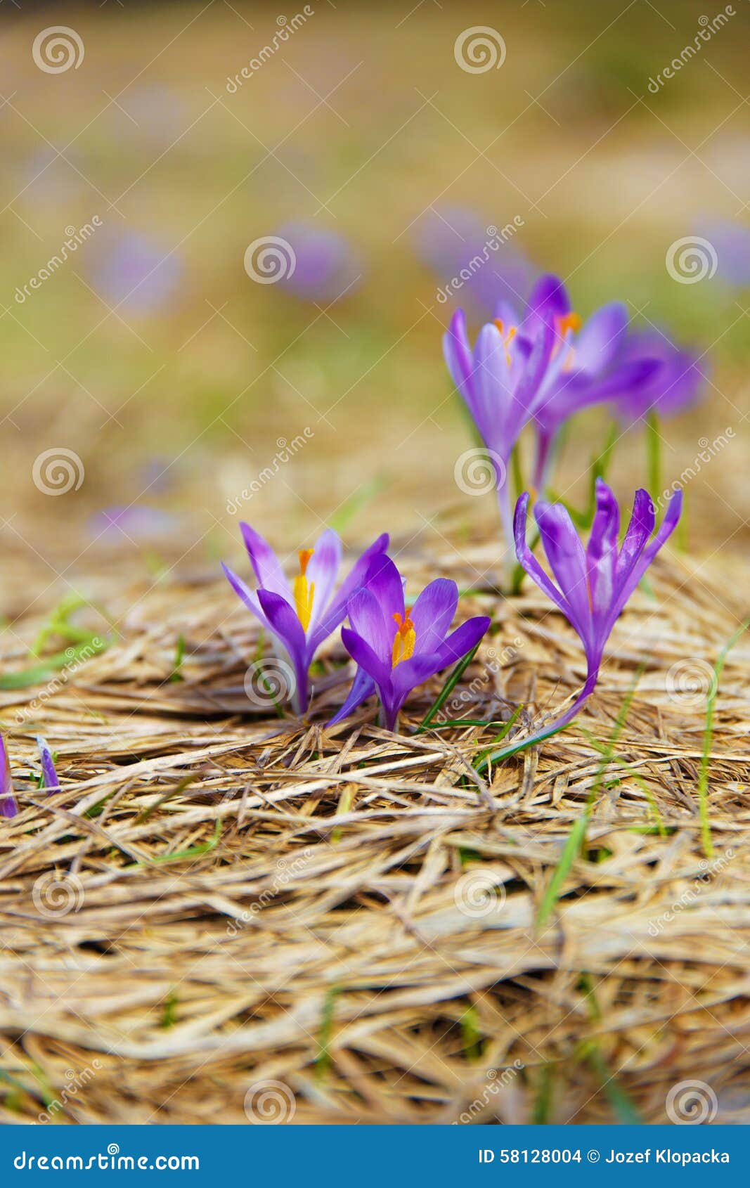 Spring Flowers, Saffron, Purple and Orange Color. Stock Photo Image