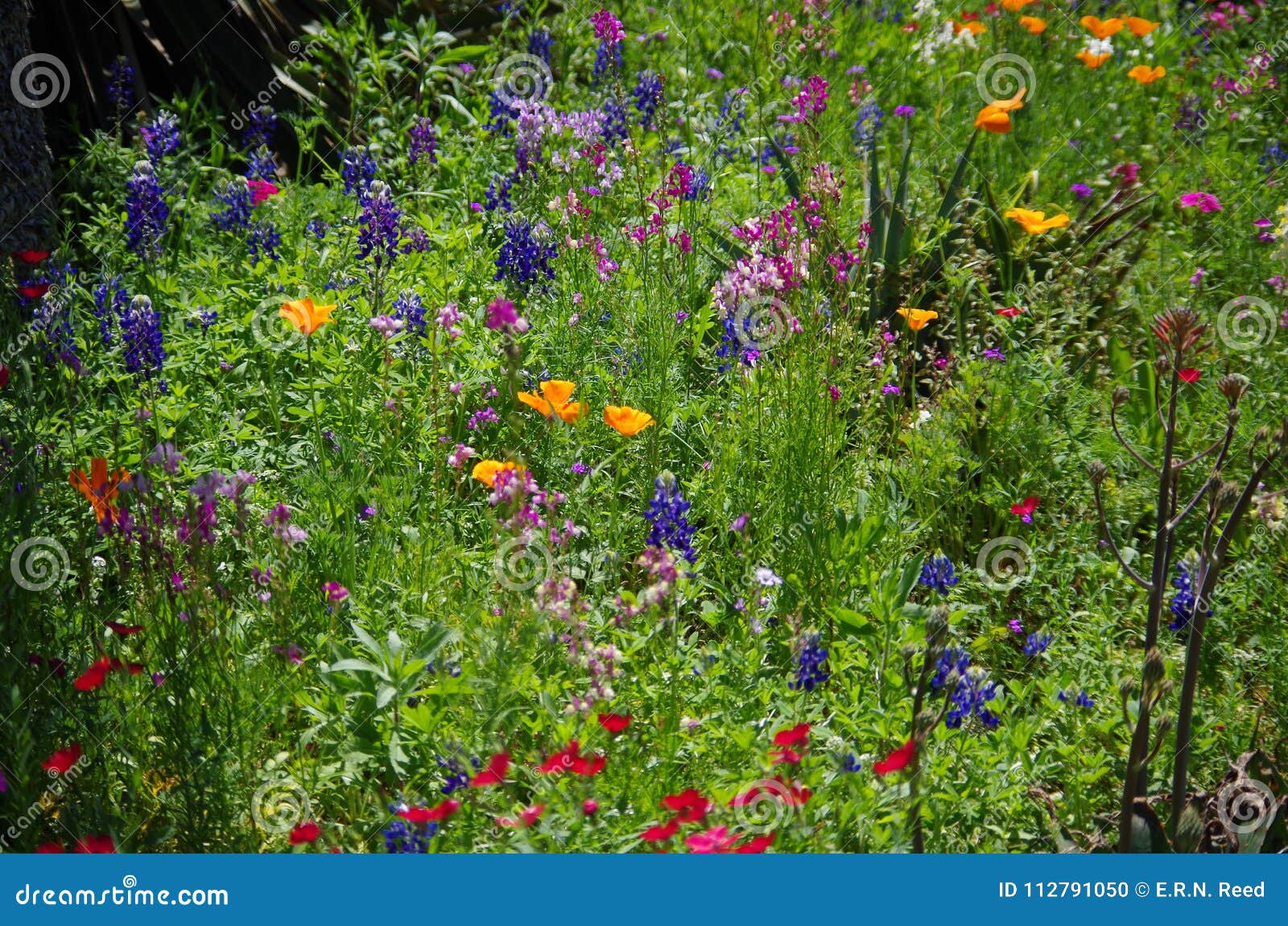 Spring Flowers At San Antonio Botanical Gardens Stock Photo