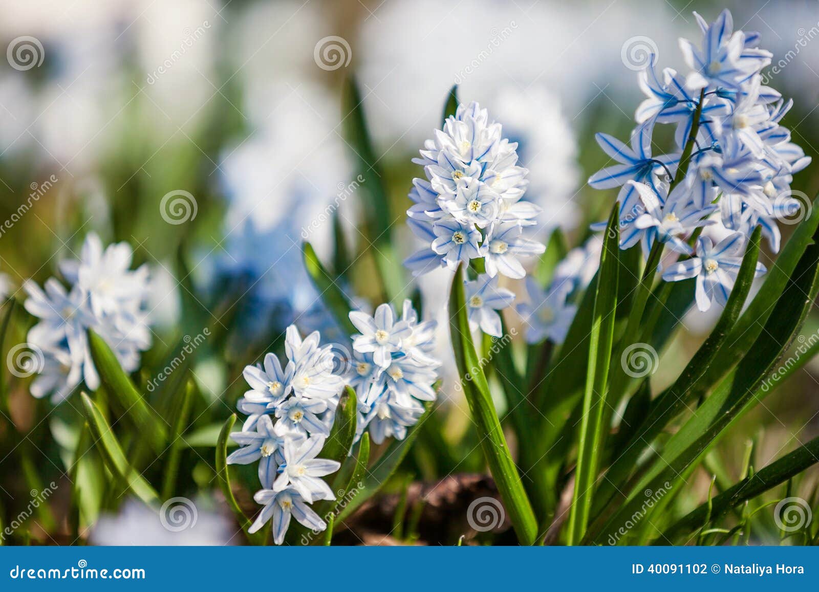 spring flowers scilla siberica