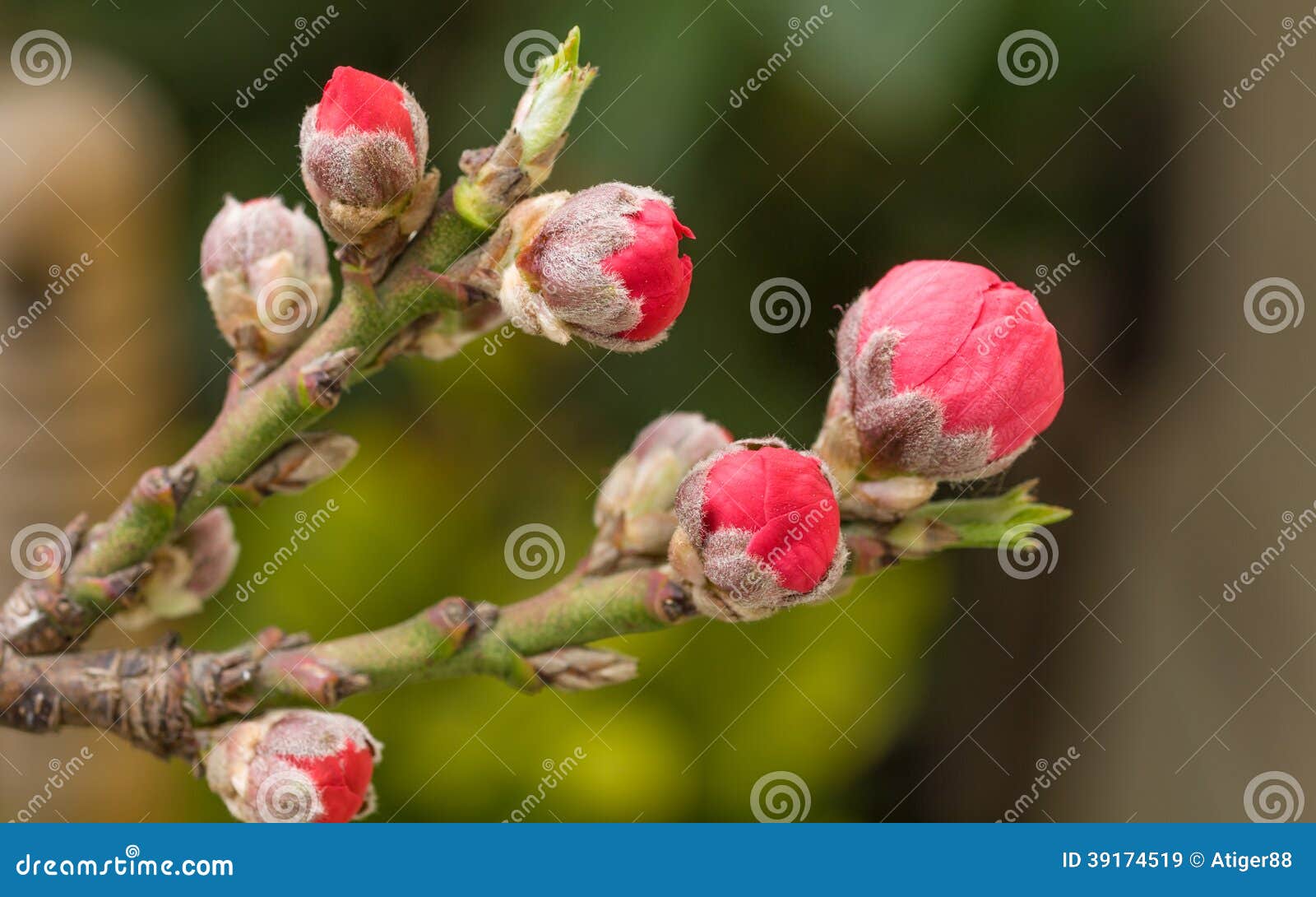 Spring Flowers Series, Bud of Peach Flowers Stock Image Image of flap
