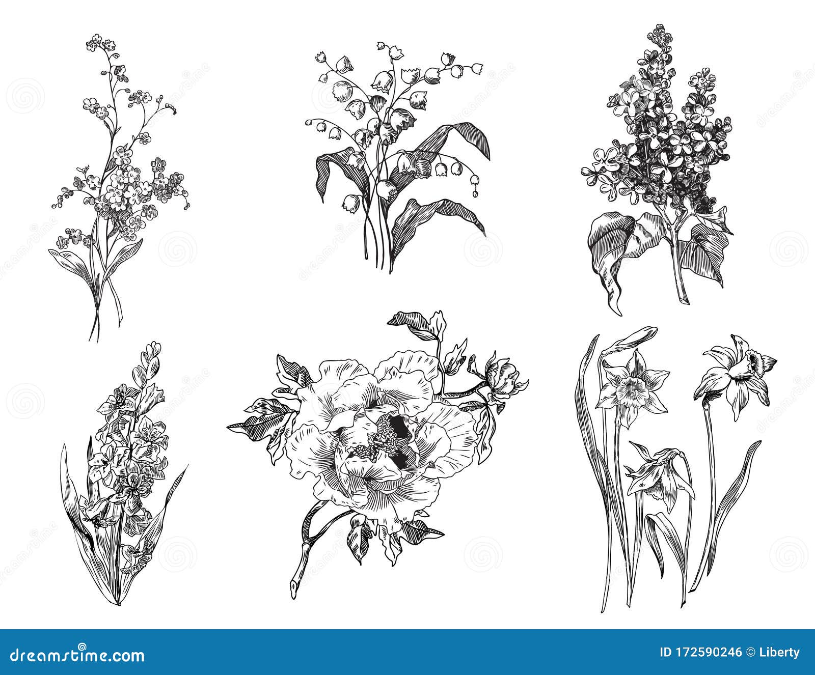 Hyacinth Tulips Lily Of The Valley Lilac Peony Forget Me Not And Daffodils Spring Flowers Set Stock Vector Illustration Of Drawing Tulip Hyacinth Tulips Lily Of The Valley Lilac Peony Forget Me Not And Daffodils Spring Flowers Set Stock Vector Illustration Of Drawing Tulip