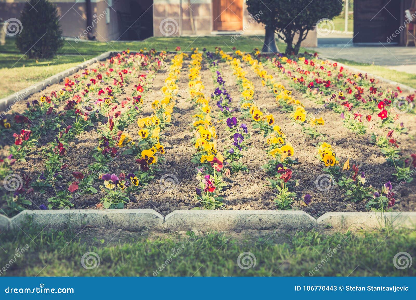 Spring flowers in soil stock image. Image of care, horticulture 106770443