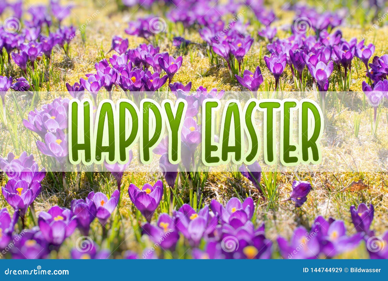 Spring Flowers in Sunlight. Happy Easter Stock Image Image of color