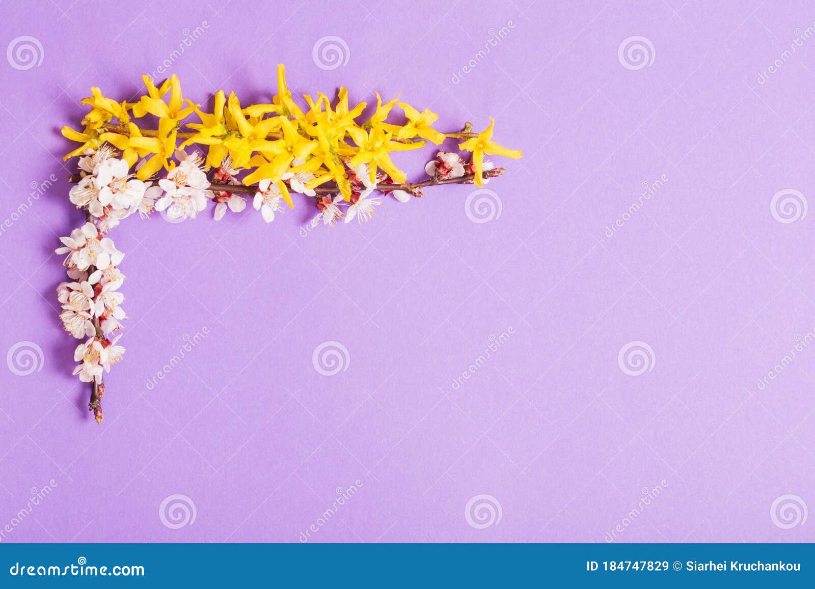 The Spring Flowers on Violet Paper Background Stock Image Image of