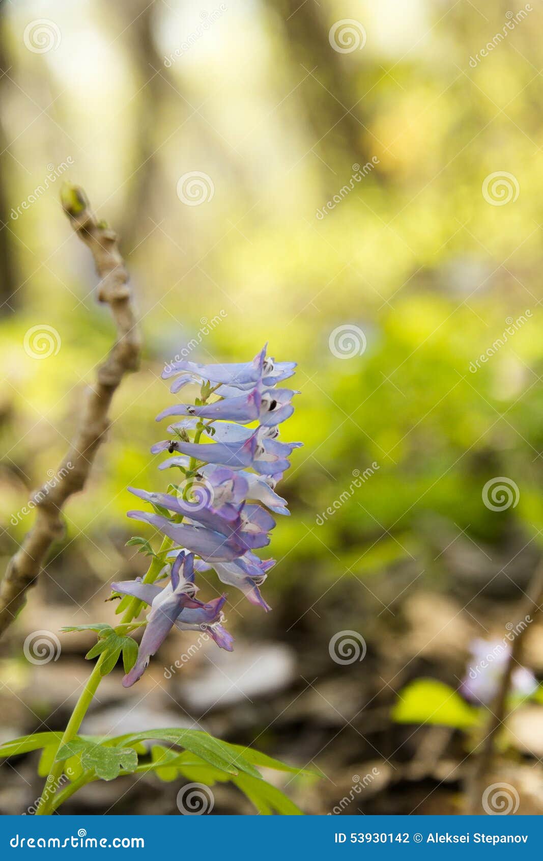 Spring flowers stock photo. Image of branch, pollen, spring 53930142