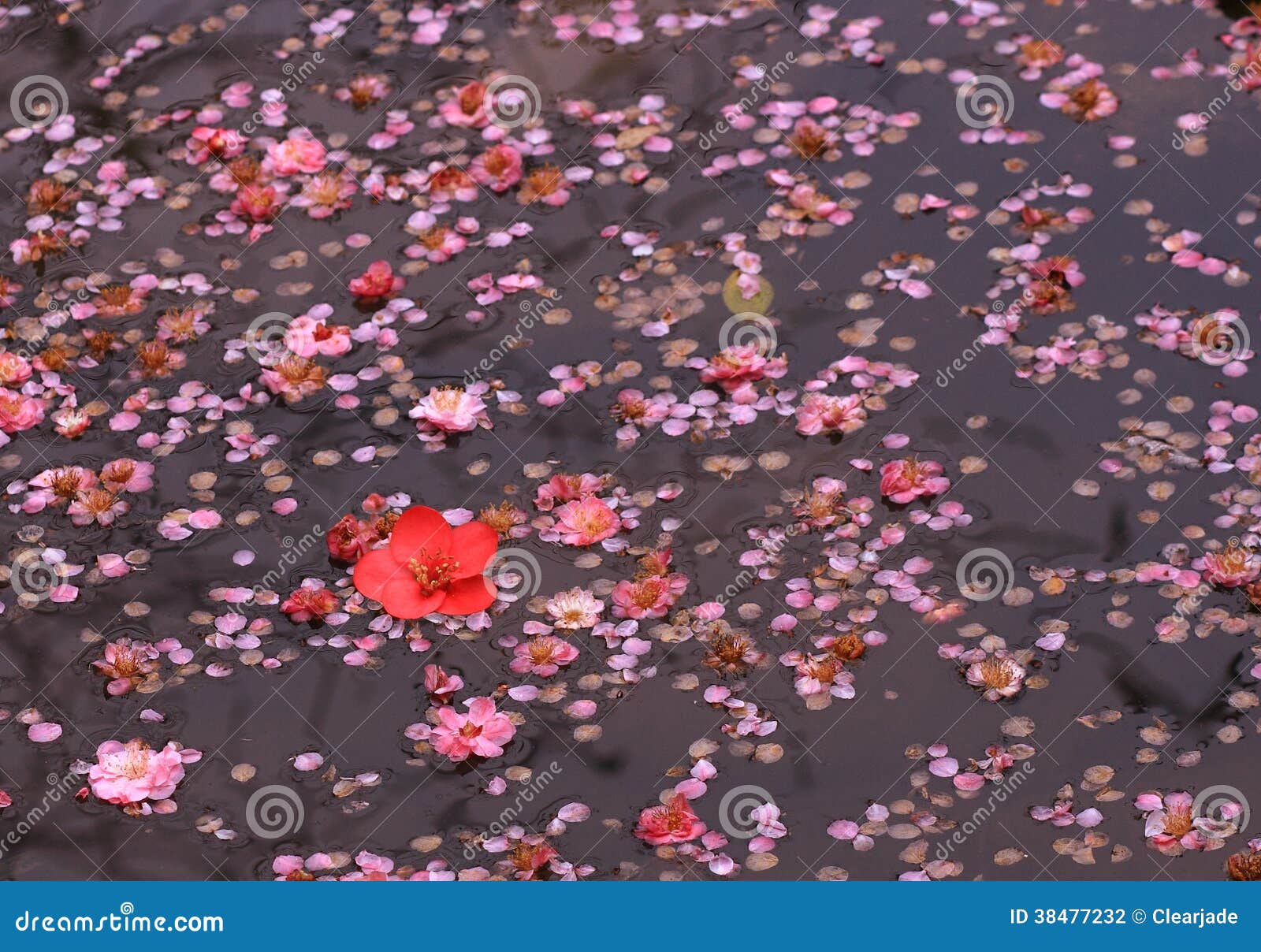 Spring flowers in water stock photo. Image of lake, pond 38477232